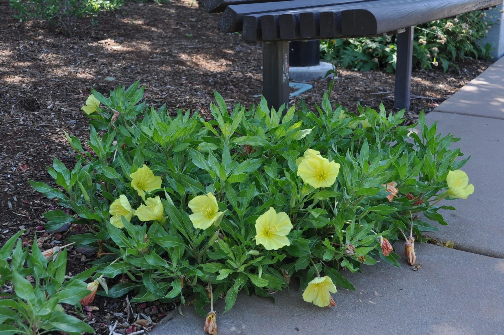 Missouri Evening Primrose