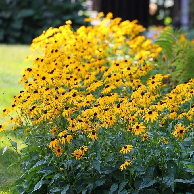 Black Eyed Susan