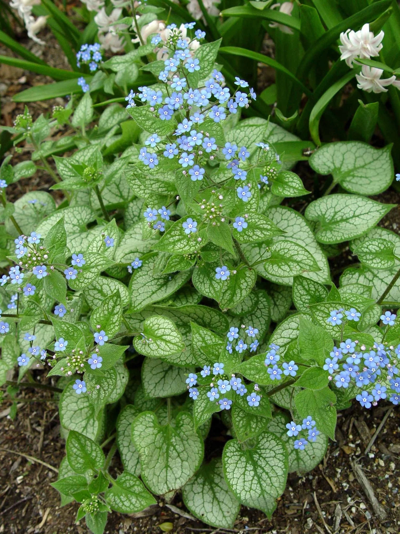 Siberian Bugloss