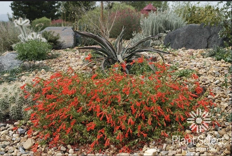 Orange Carpet Epilobium