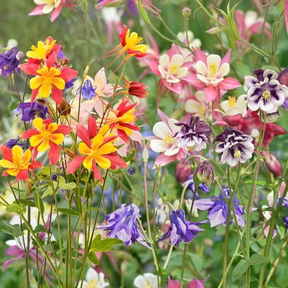 Improved Columbine
