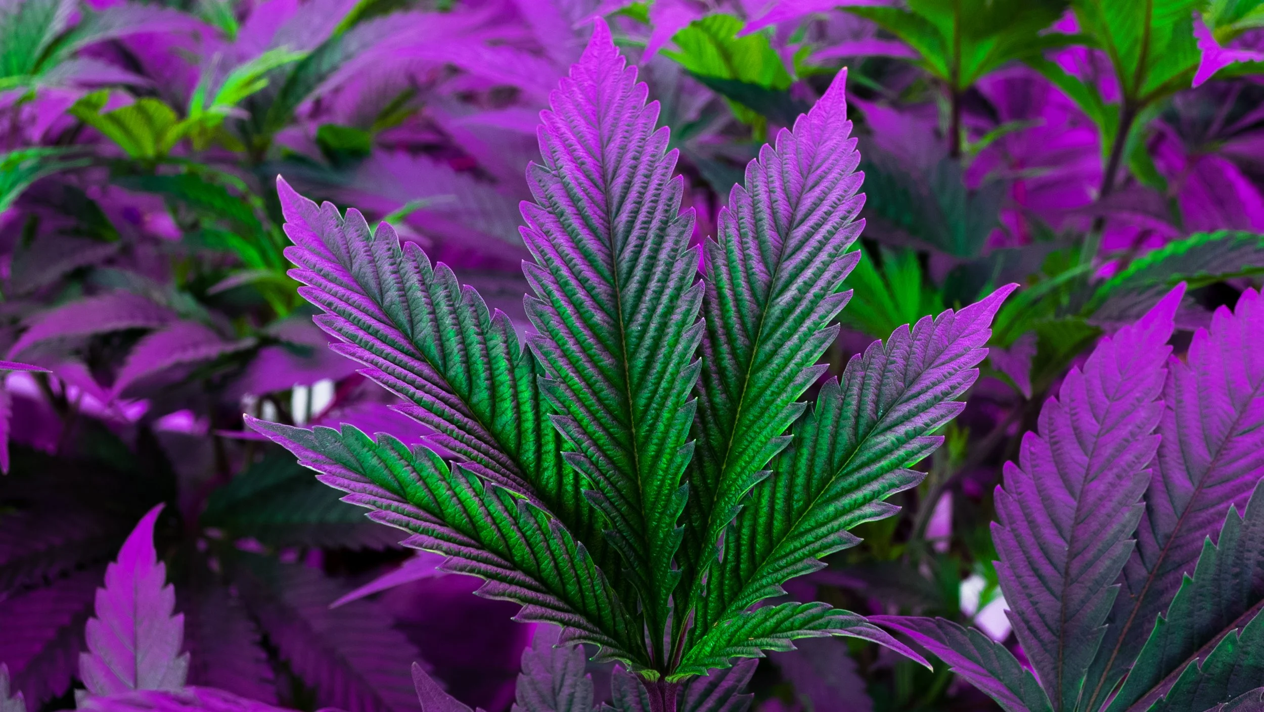 Cannabis - Live Flower #6.jpg