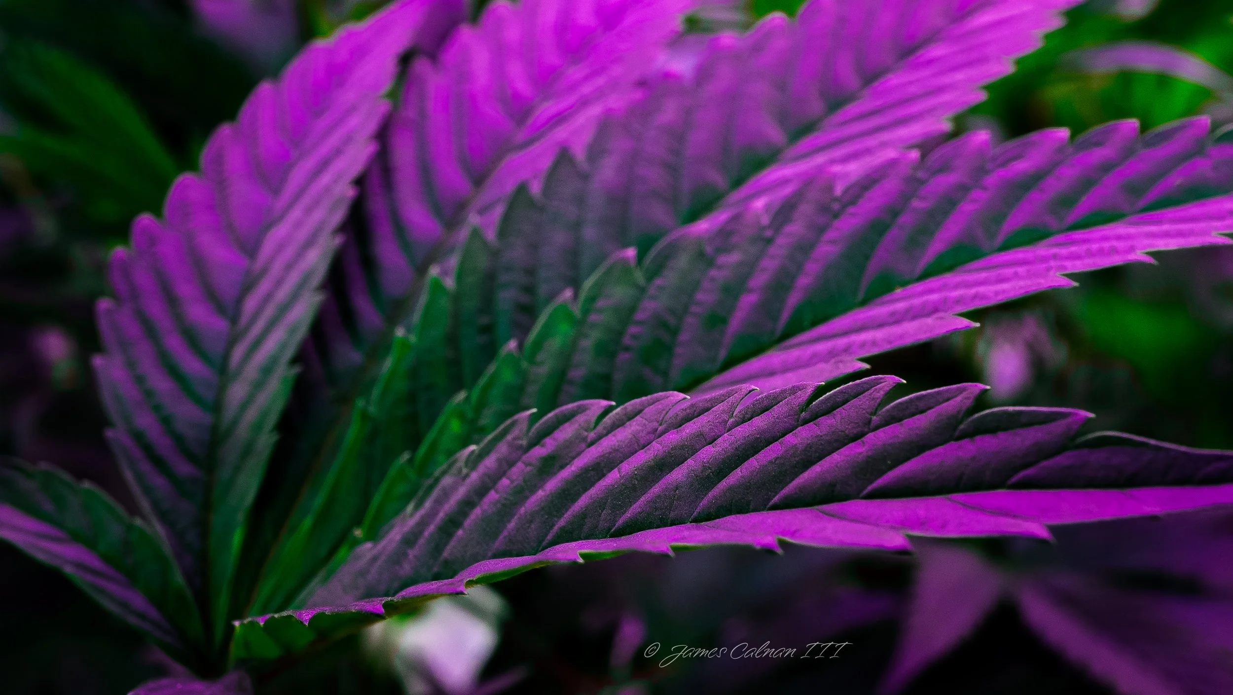 Cannabis - Live Flower #4.jpg