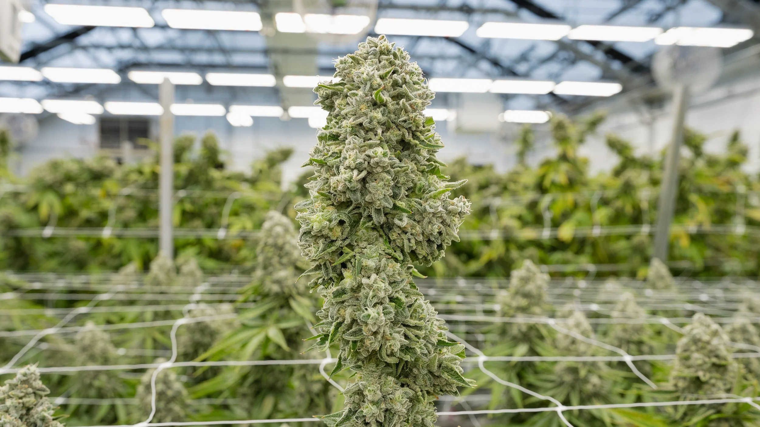 Cannabis - Live Flower #13.jpg