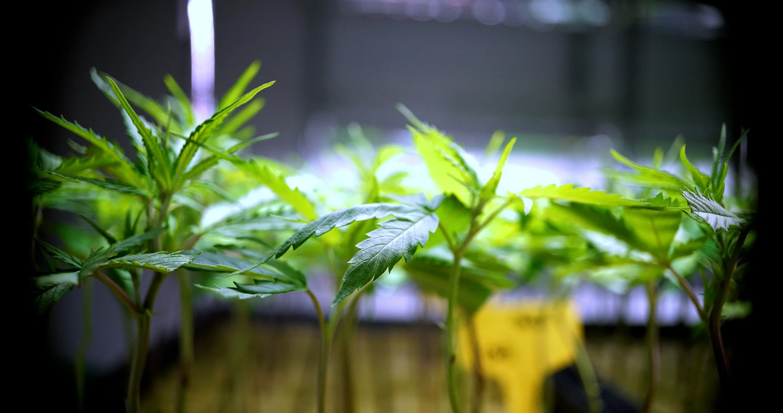 Cannabis - Live Flower #1.jpg