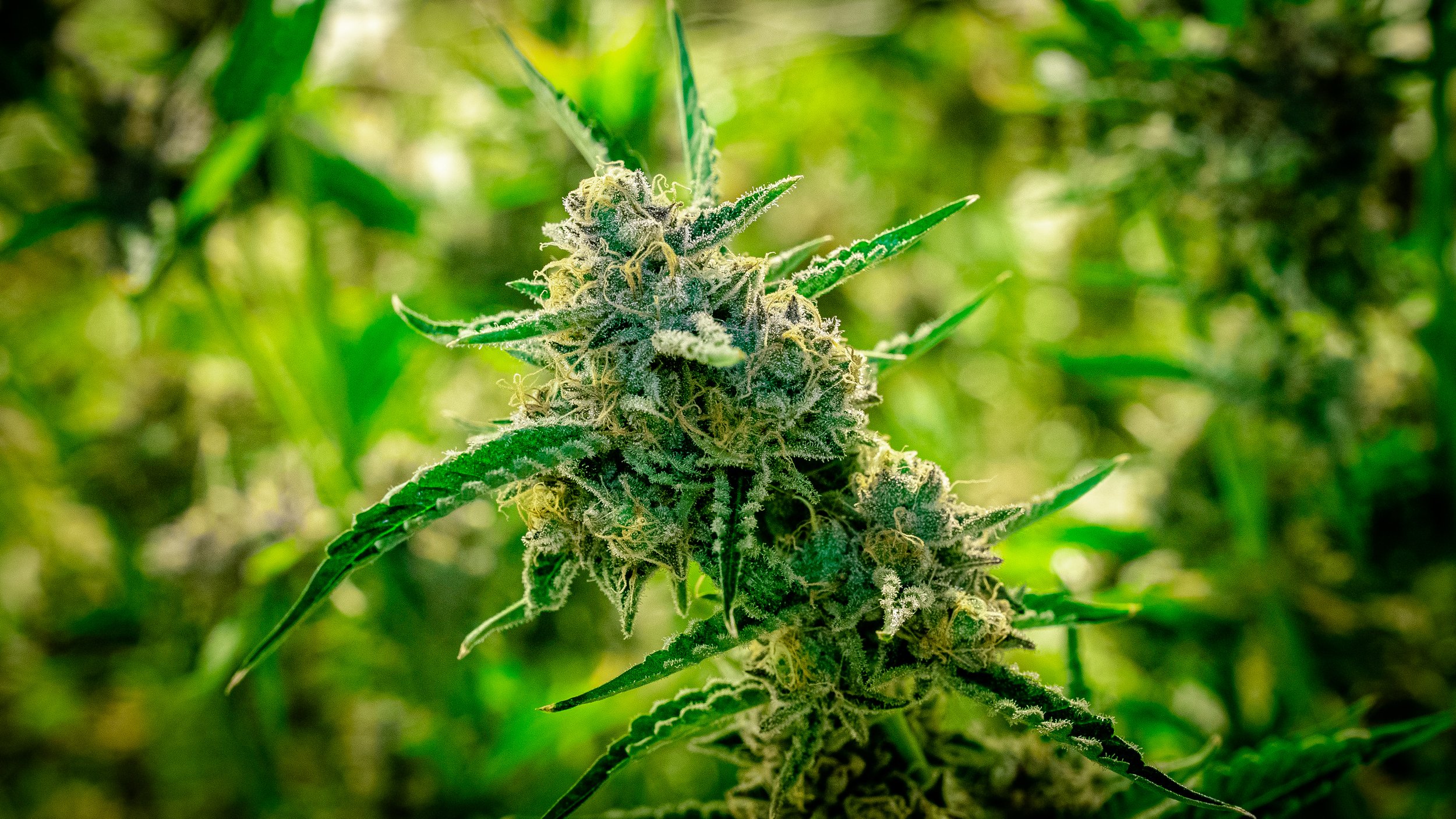 Cannabis - Live Flower #11.jpg