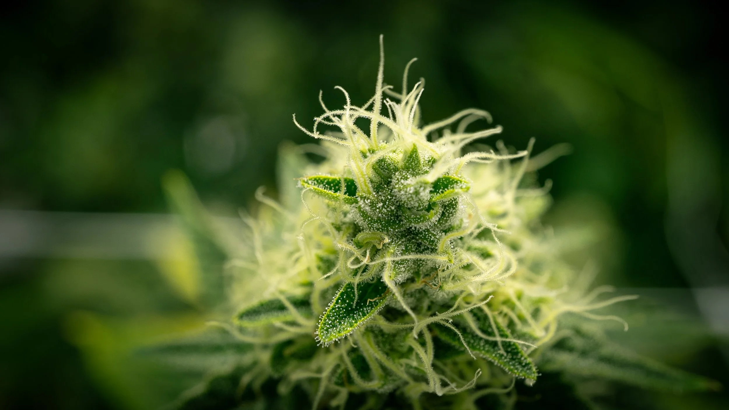 Cannabis - Live Flower #8.jpg