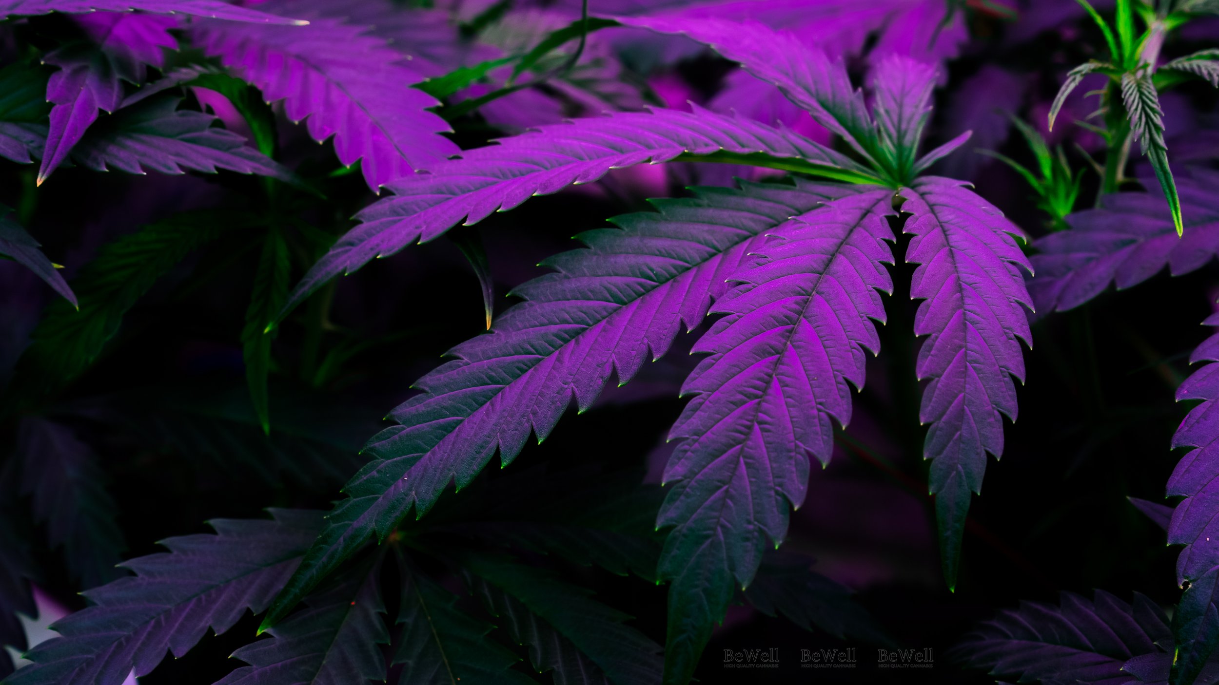 Cannabis - Live Flower #7.jpg