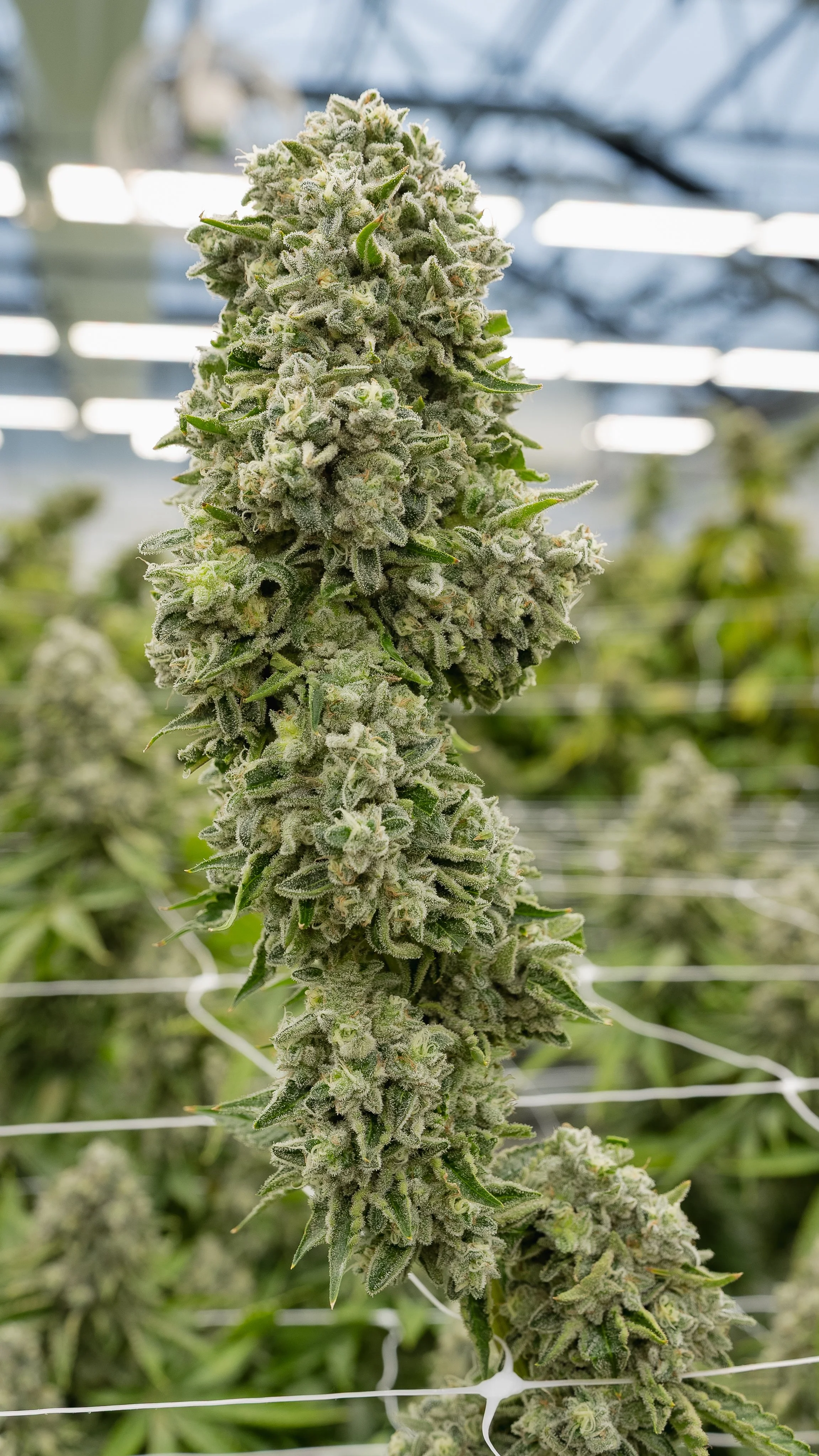 Cannabis - Live Flower #12.jpg