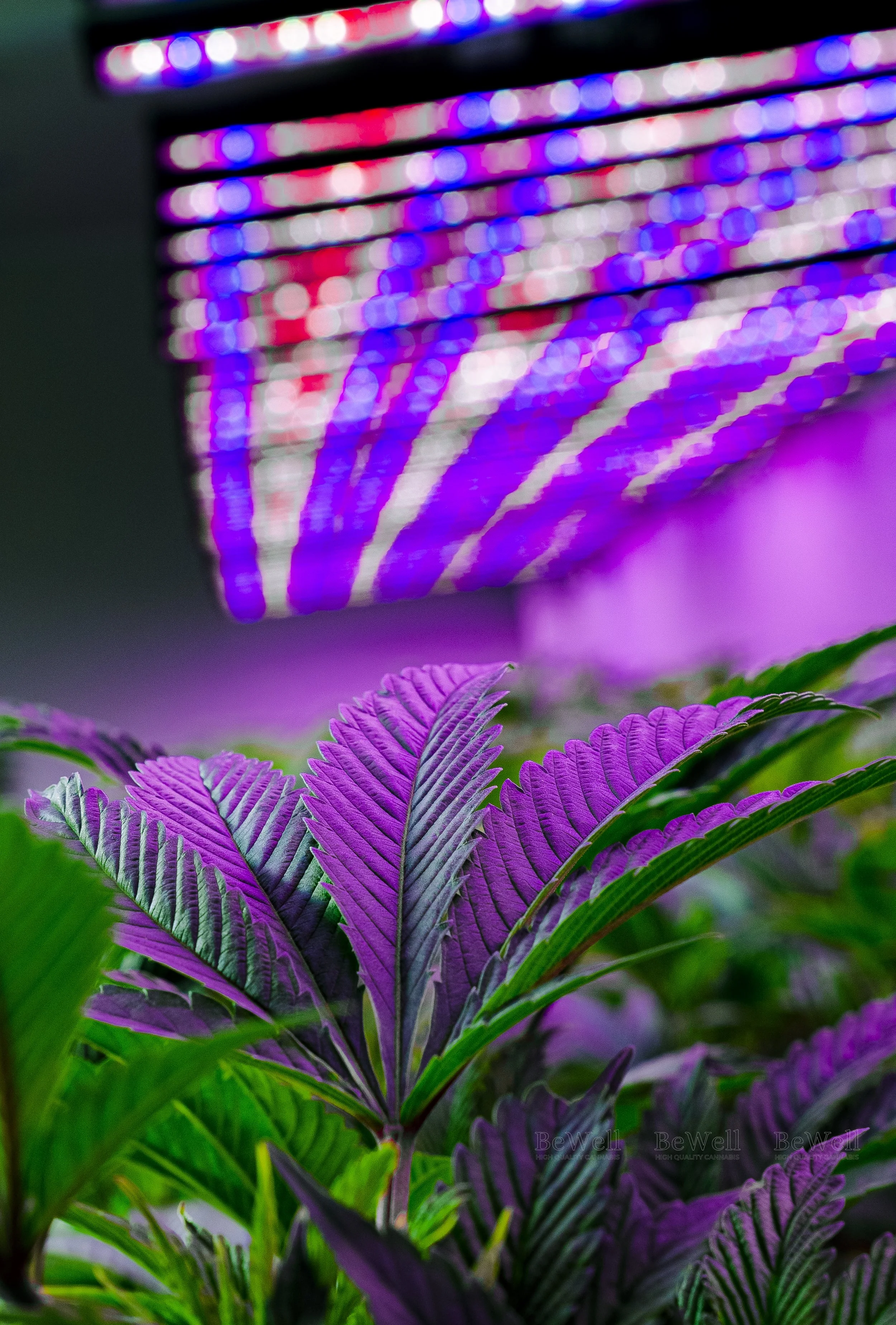 Cannabis - Live Flower #5.jpg