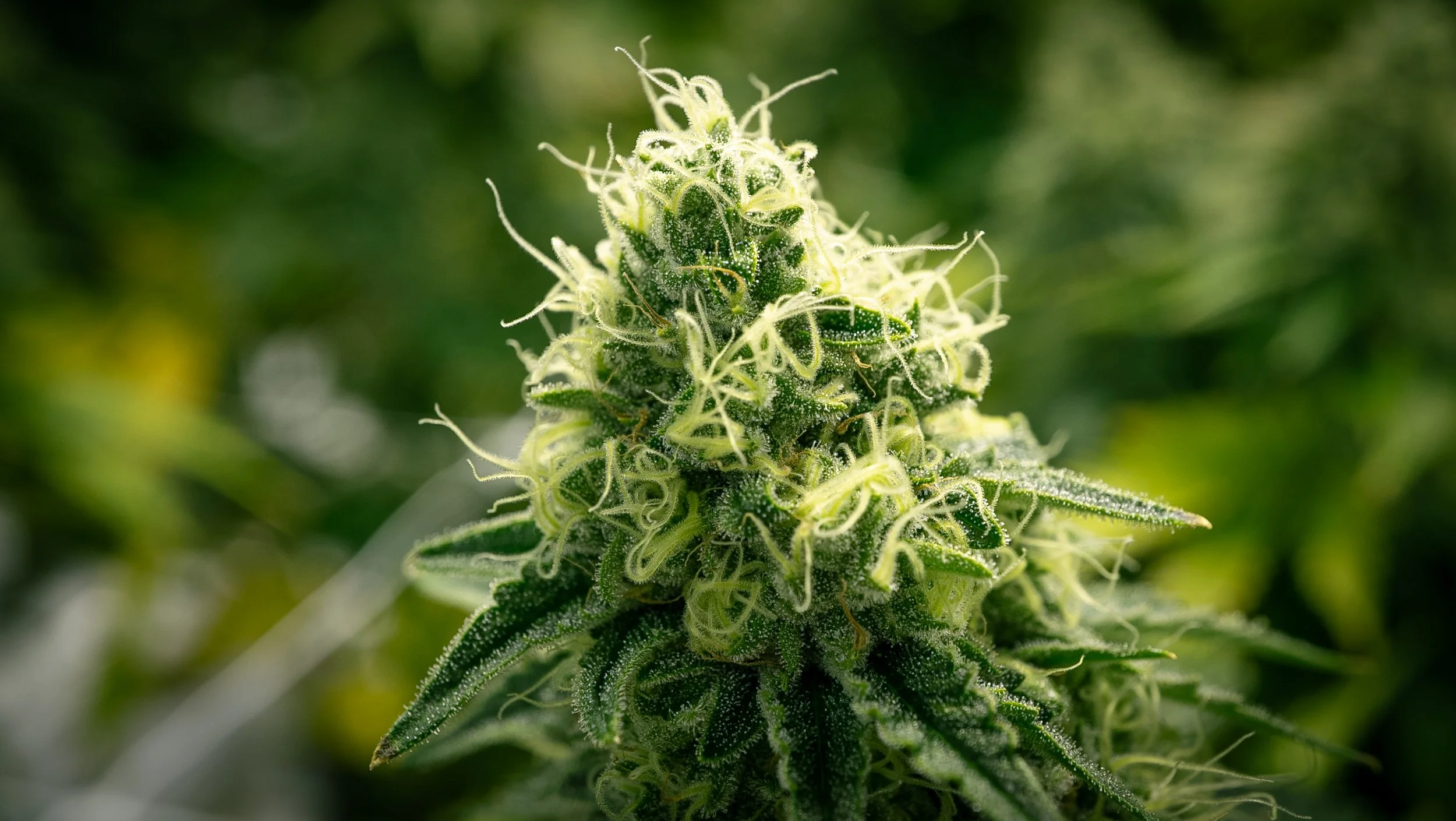 Cannabis - Live Flower #9.jpg