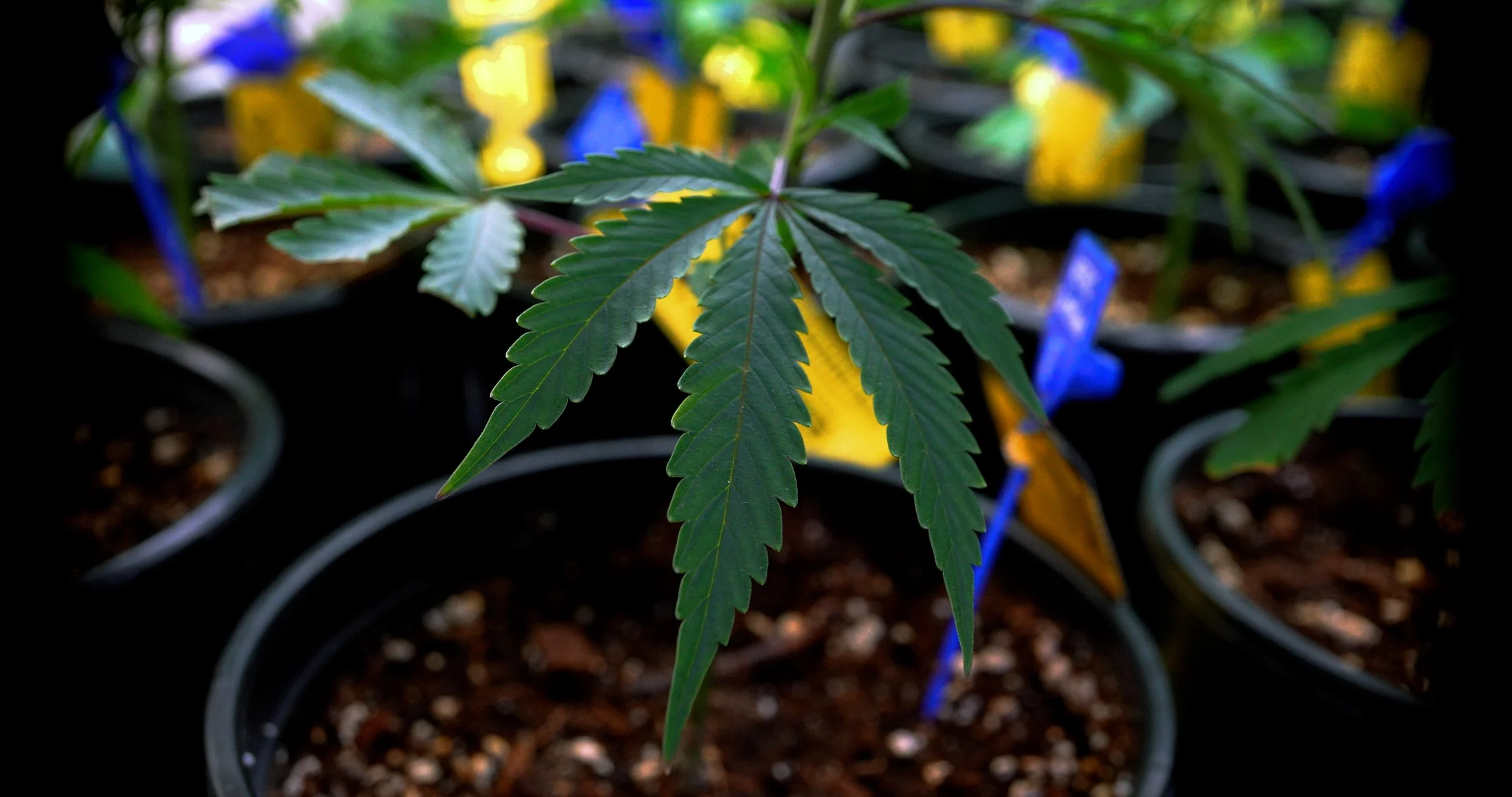 Cannabis - Live Flower #2.jpg