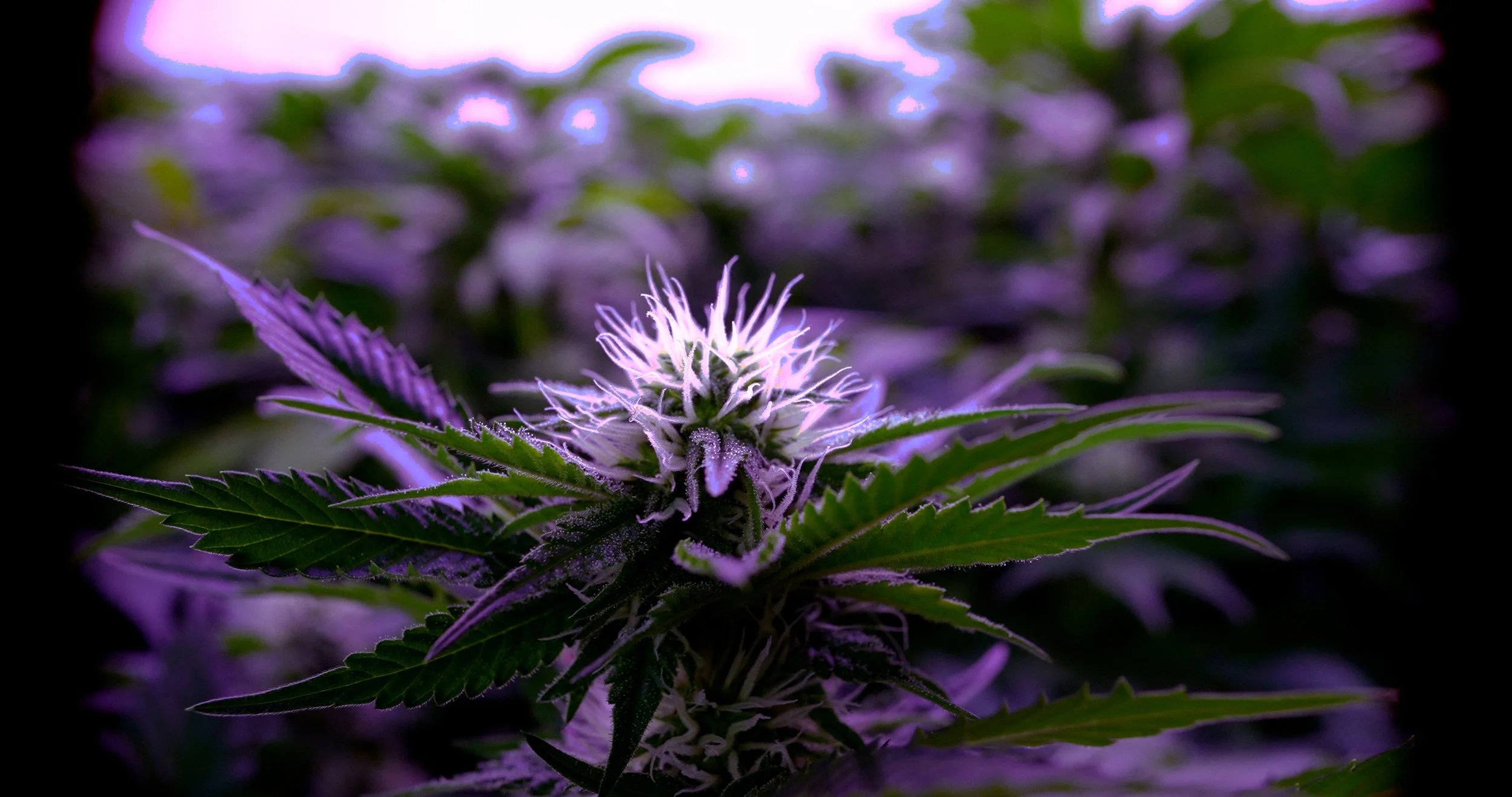Cannabis - Live Flower #3.jpg