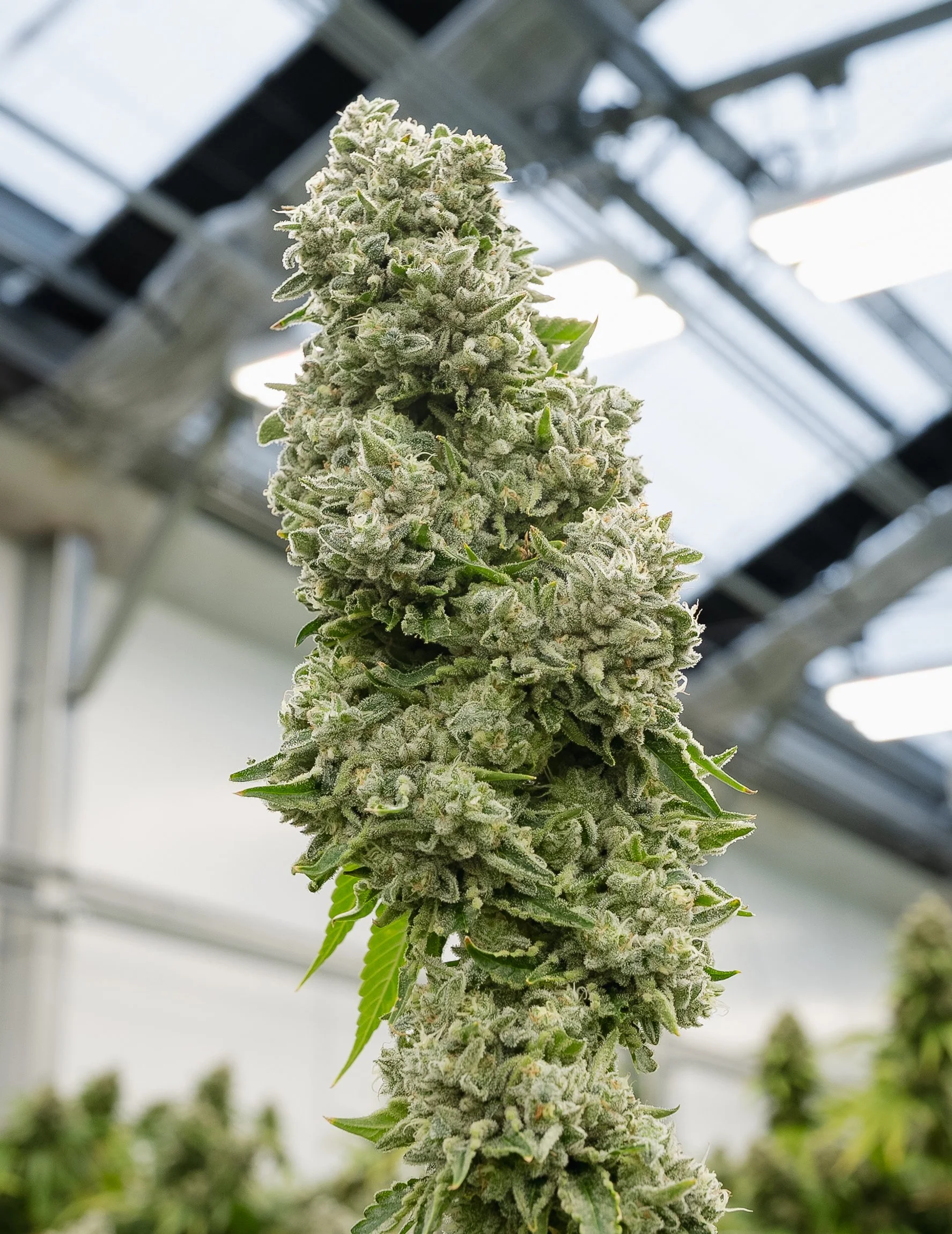 Cannabis - Live Flower #14.jpg