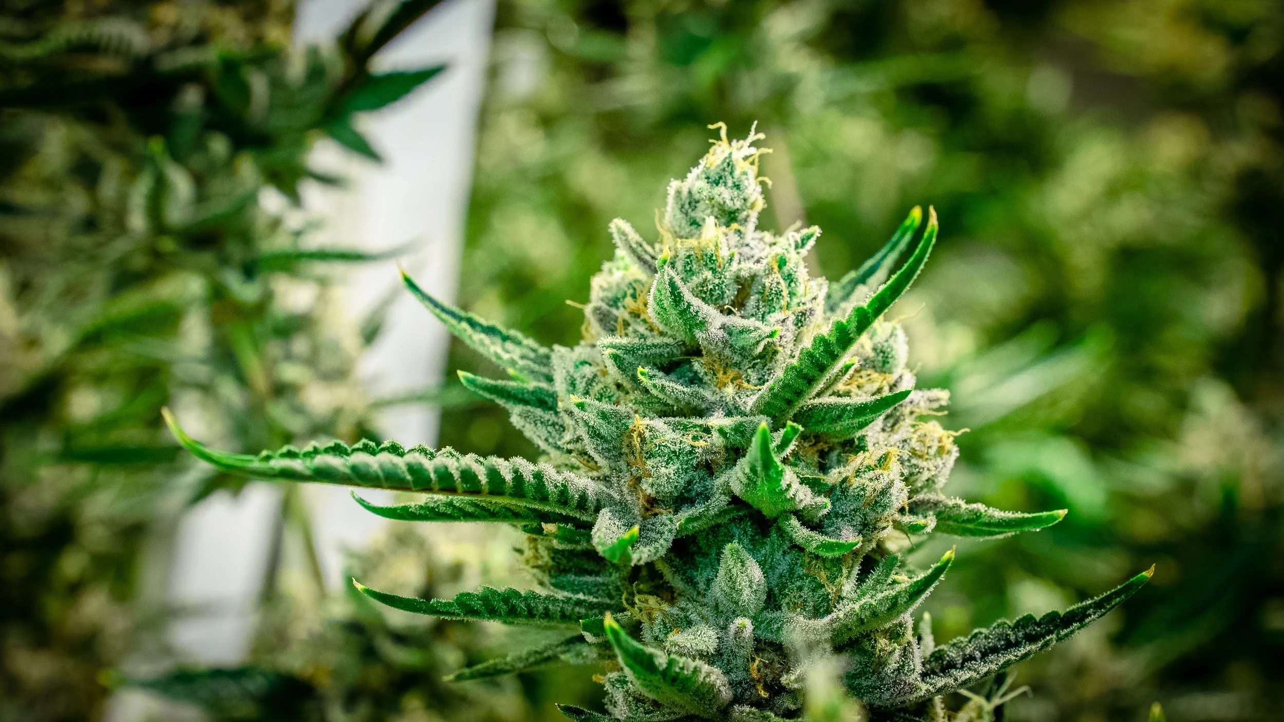 Cannabis - Live Flower #10.jpg