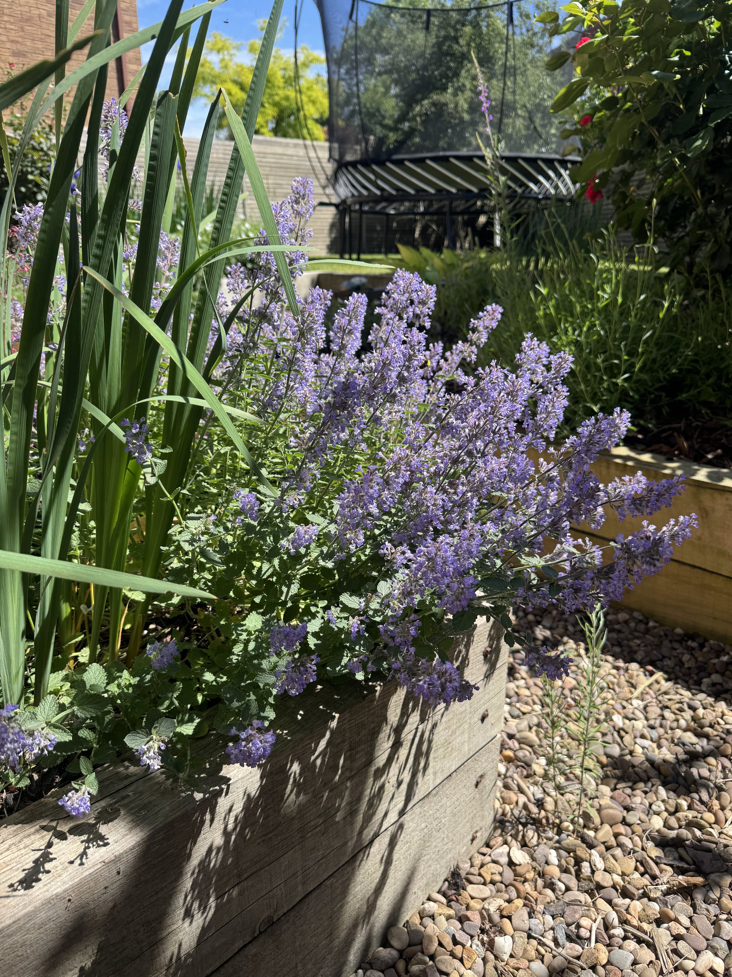 Purple flowers growing in a wooden garden bed with gravel at the base, sunlight casting shadows, and a fence and trampoline in the background.