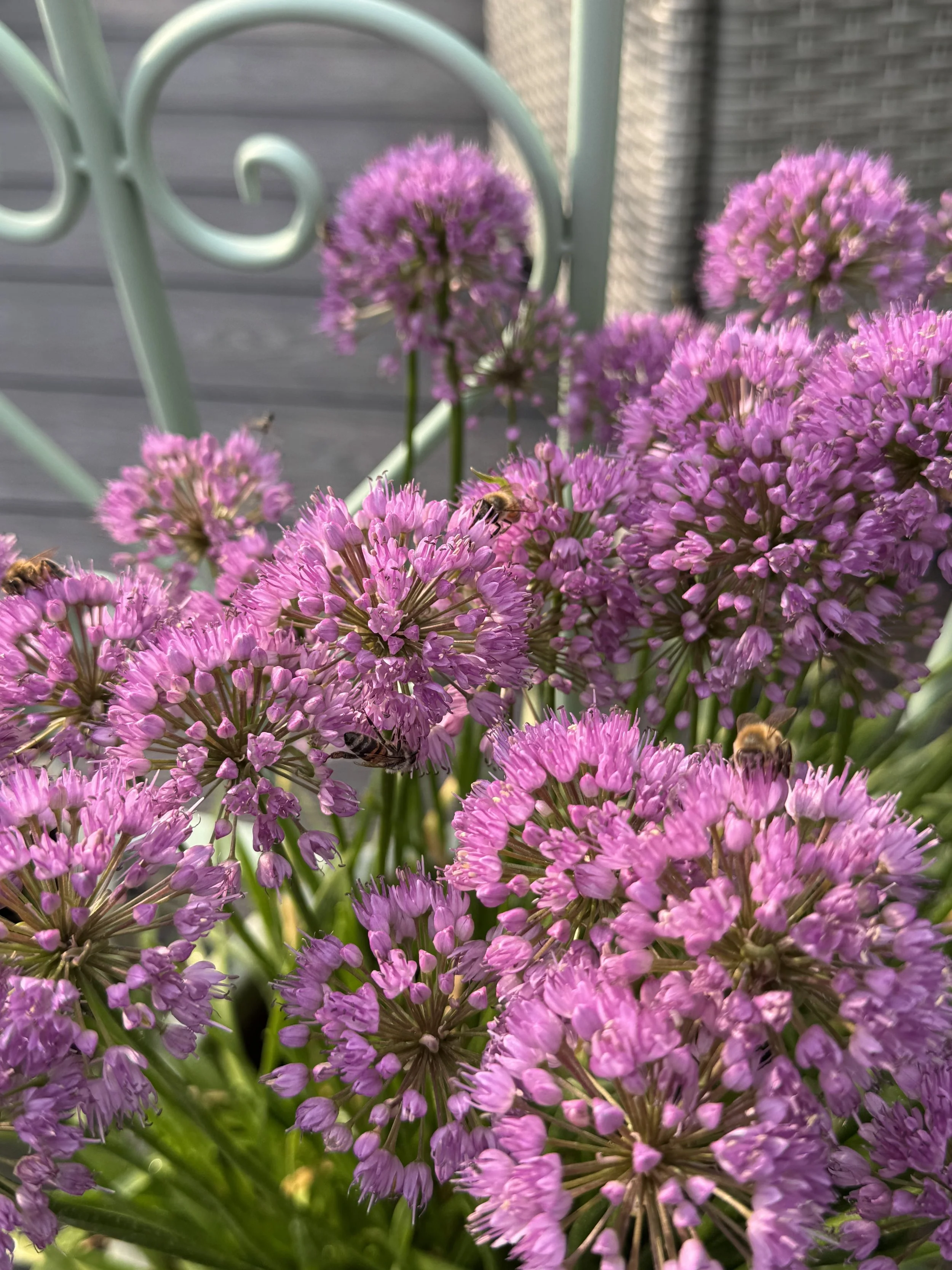 Close-up of purple allium flowers with bees collecting nectar, with a garden background.