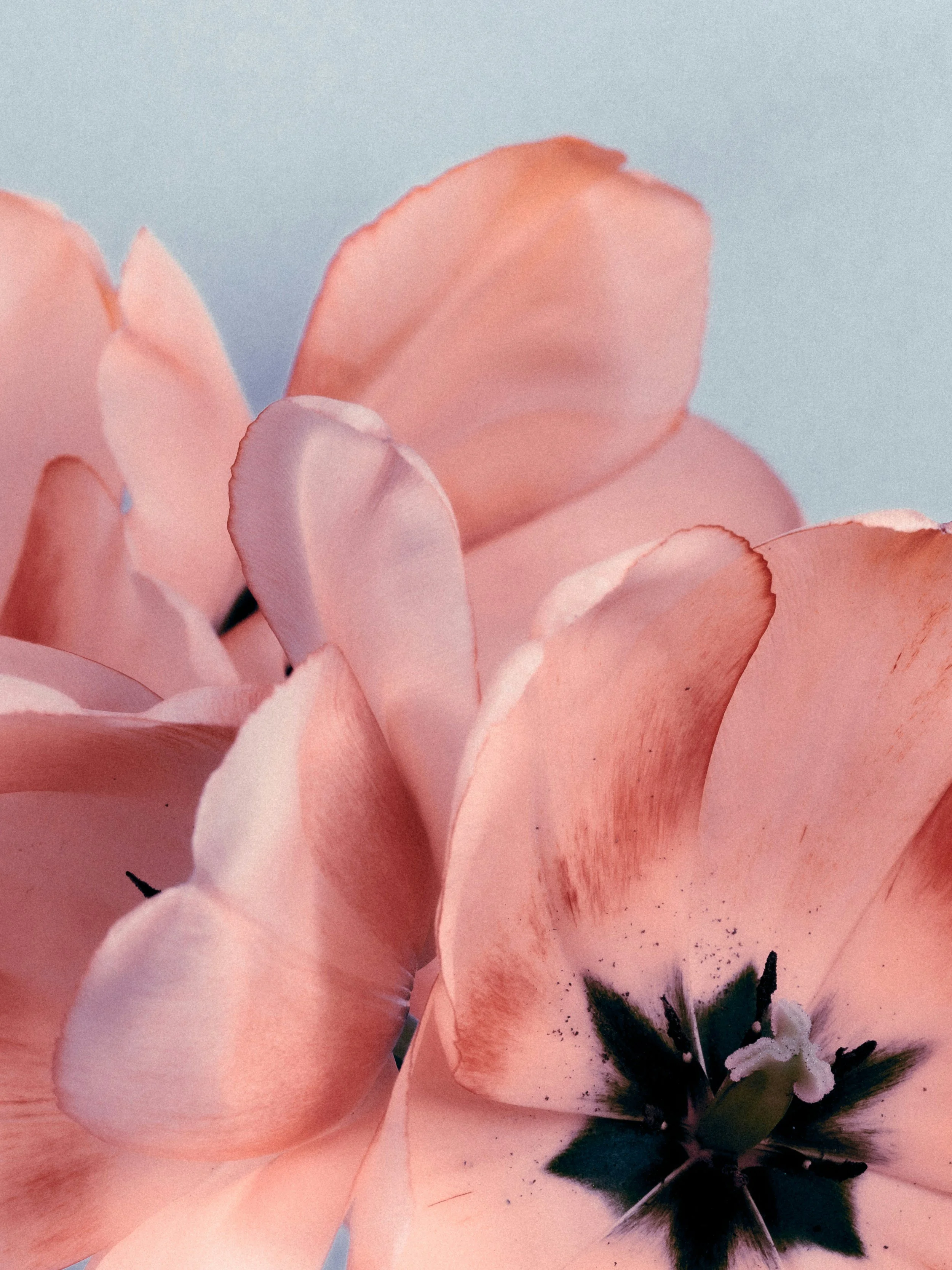 Free Online Masterclass:  Metamorphosis – Navigating Midlife with Ayurveda