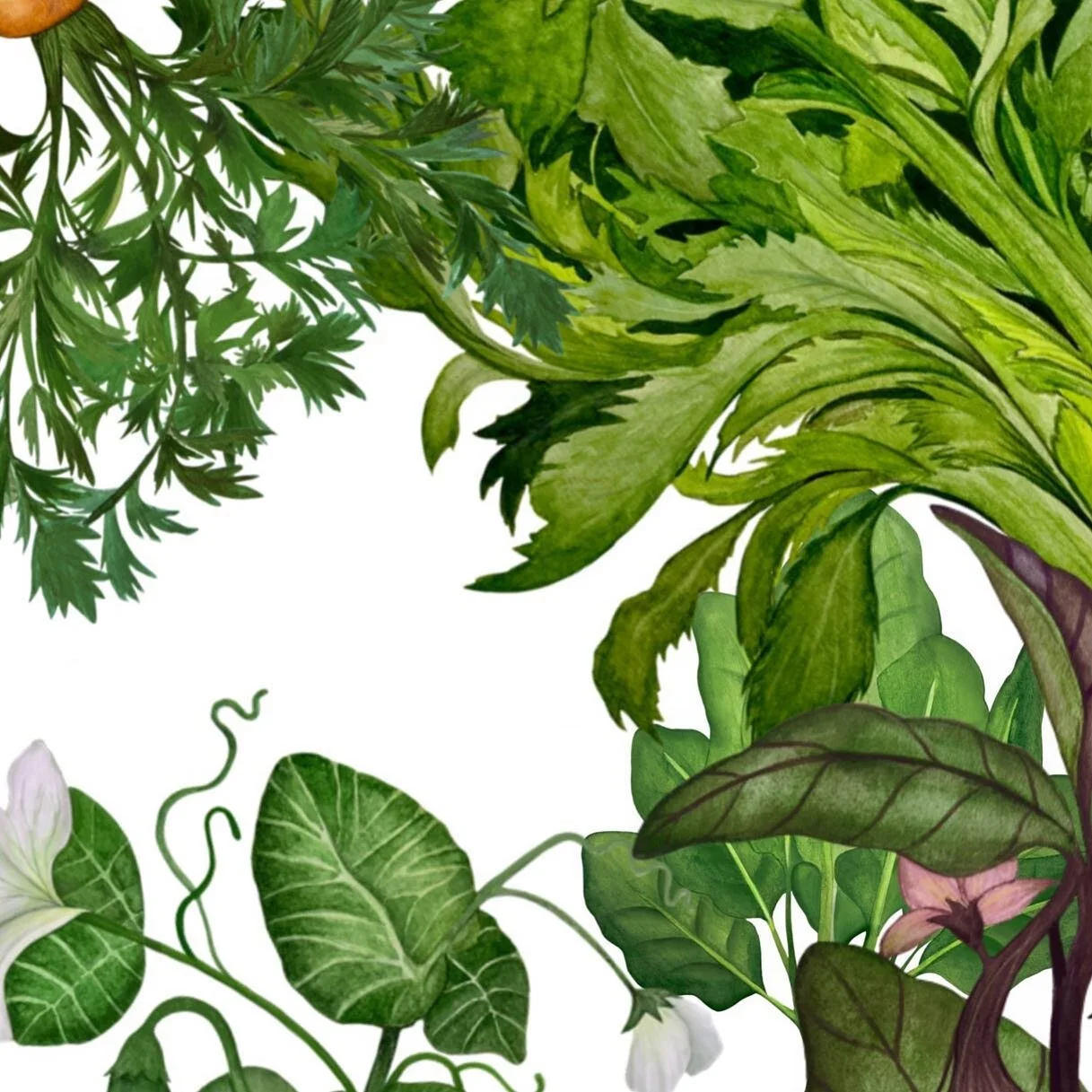 Fragments of commission I&rsquo;ve made for  the brand based in China. 9 vintage watercolor illustrations of vegetables made  for product packaging design 🥒