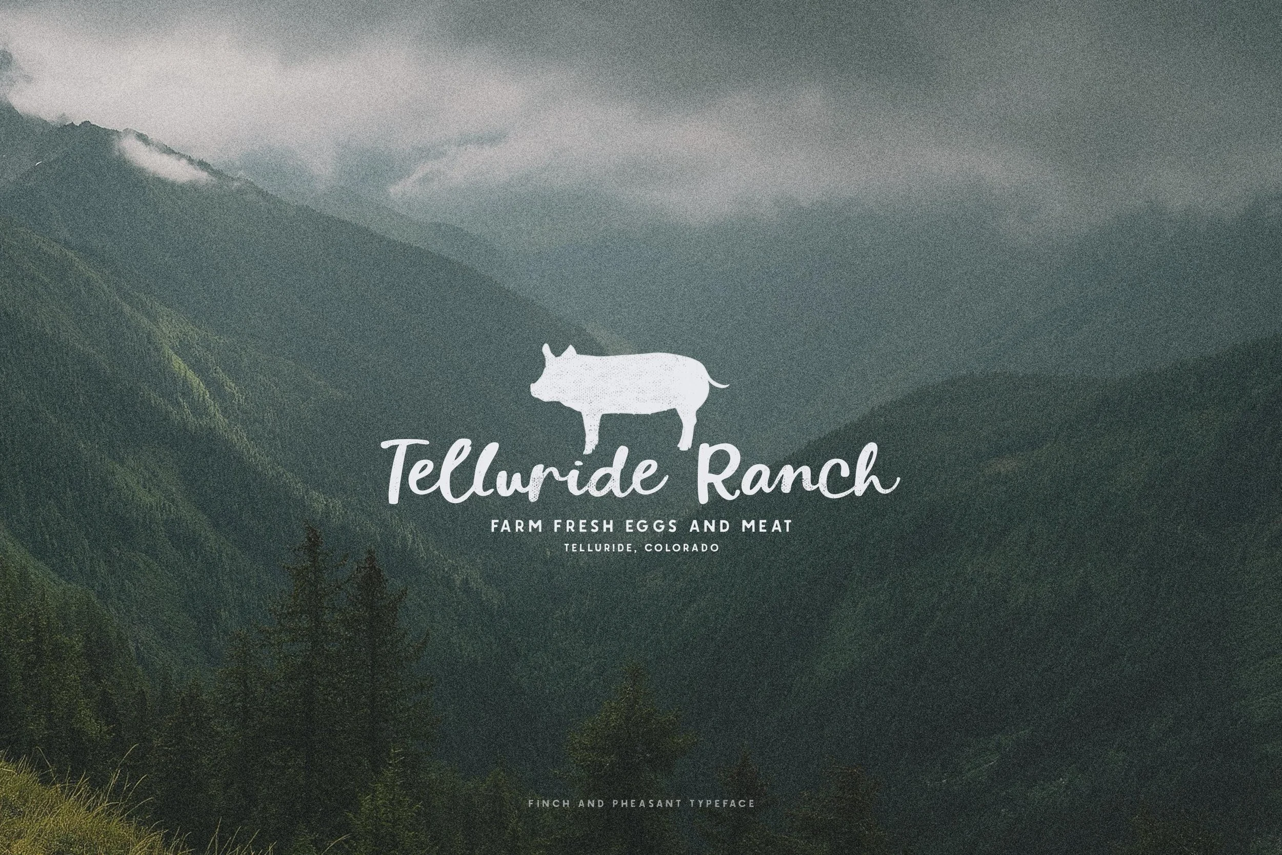 PhesantAndFinch_Preview2 copy.jpg