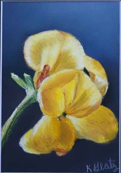 yellow flower 4 blue background (1).jpg