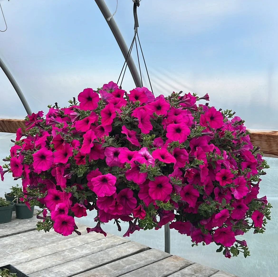 hanging basket filled with purple wave petunias