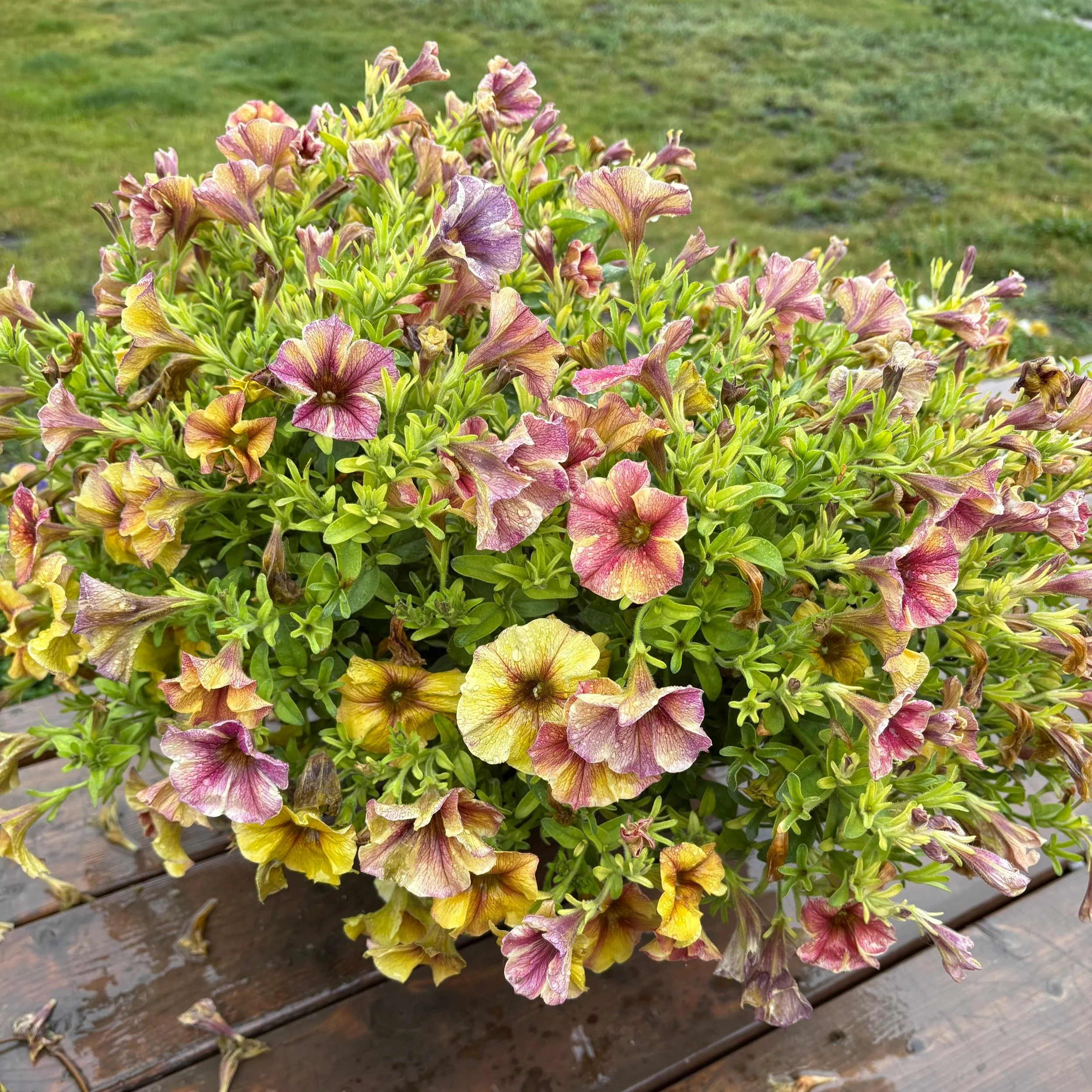 Small petunia plant in a container with pale leaves and sparse blooms due to lack of fertilizer and high sodium well water
