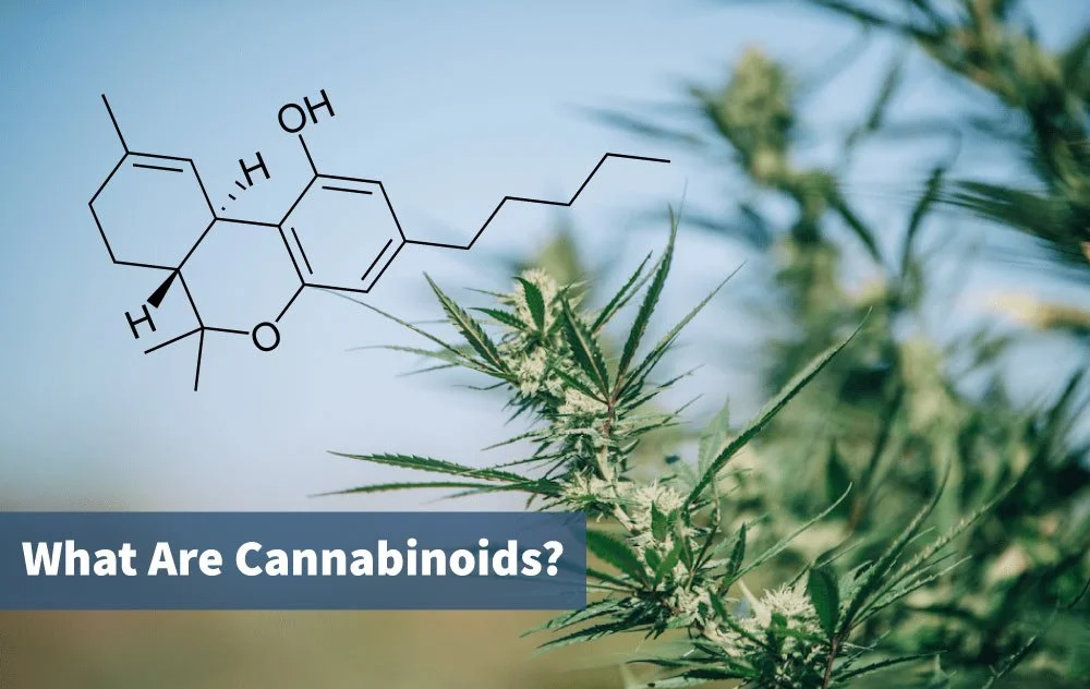 Photo of a cannabis plant at the Sunset Lake Cannabis farm in South Hero, VT, with a THC molecule drawing overlaid and text that reads, "What Are Cannabinoids?"