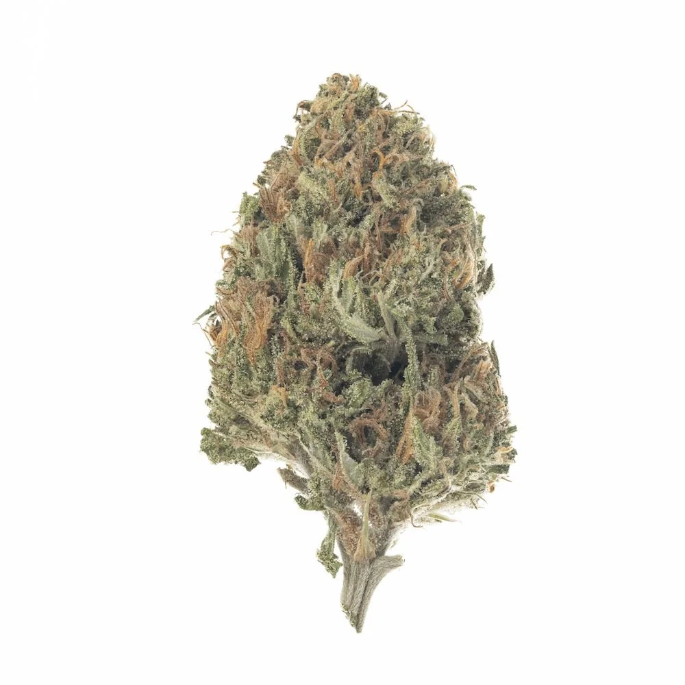 Closeup photo of a bud of sungrown Orange Creampop strain grown by Sunset Lake Cannabis in Vermont.