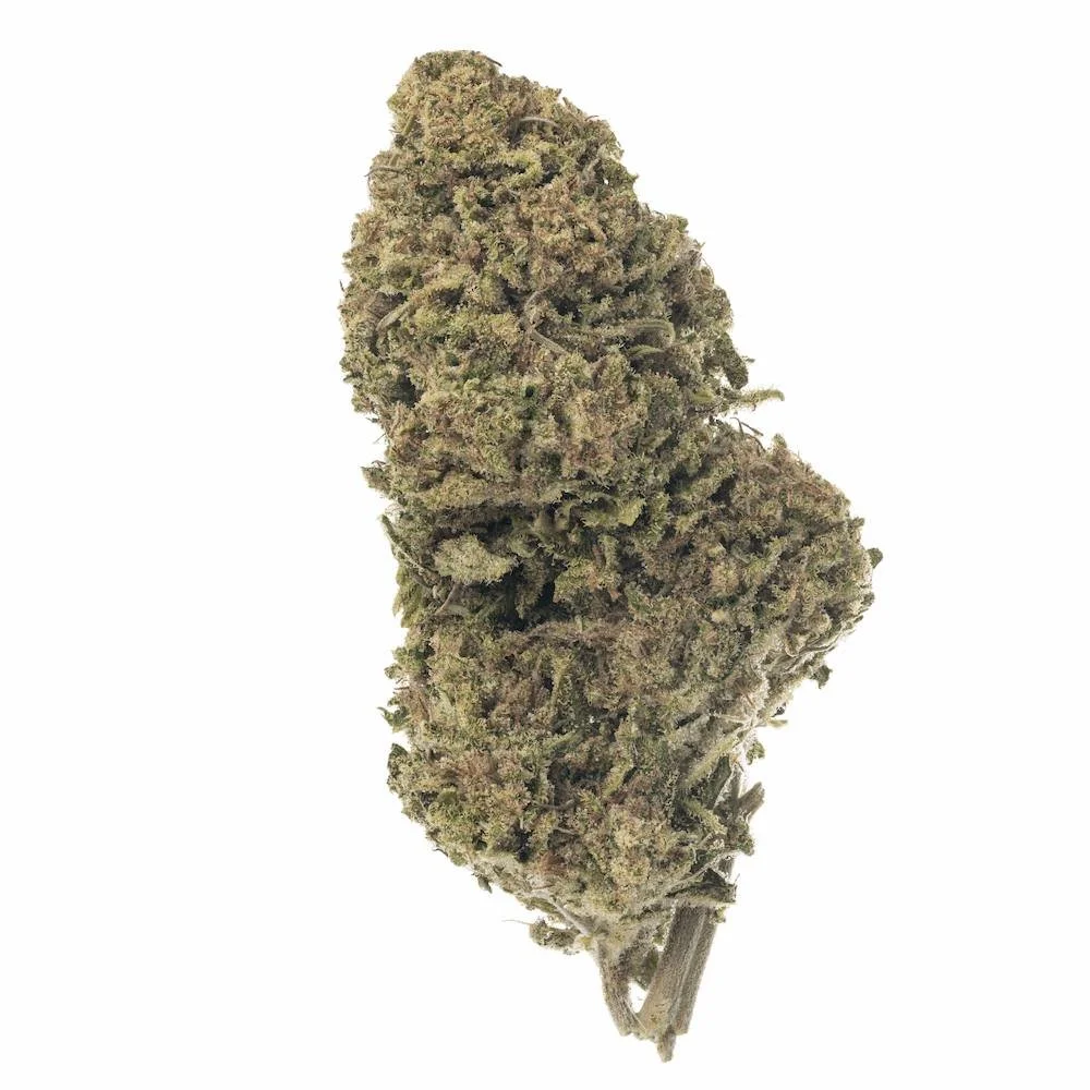 Closeup photo of cured flower from the Terp Poison strain grown outdoors by Sunset Lake Cannabis in South Hero, Vermont.