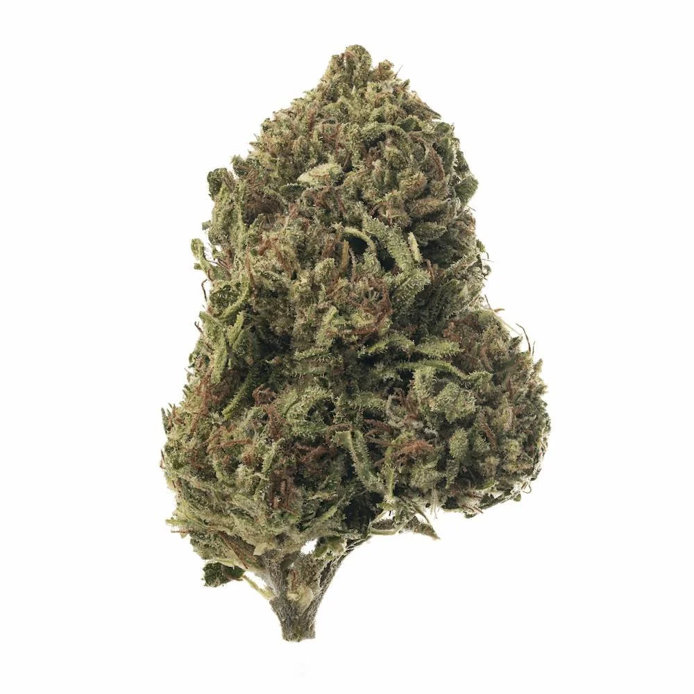 Closeup photo of a bud of sungrown Bermuda Triangle strain grown by Sunset Lake Cannabis in Vermont.