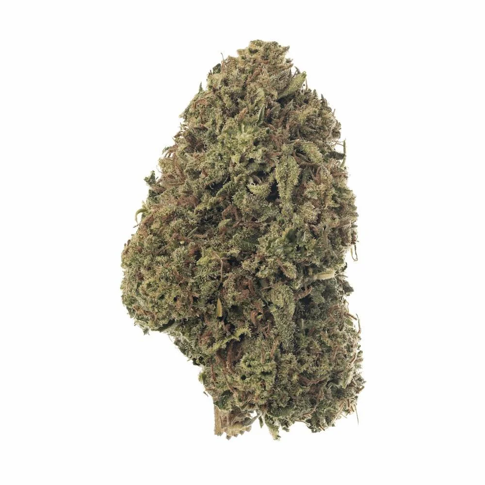 Nugget of Vermont-grown NOX Cookies strain by Sunset Lake Cannabis.