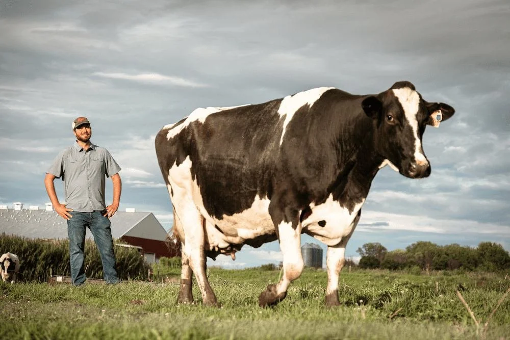 Sam Bellavance of Sunset Lake Cannabis and Sunset Lake CBD standing in a field with a cow at his family's dairy farm in northern Vermont.