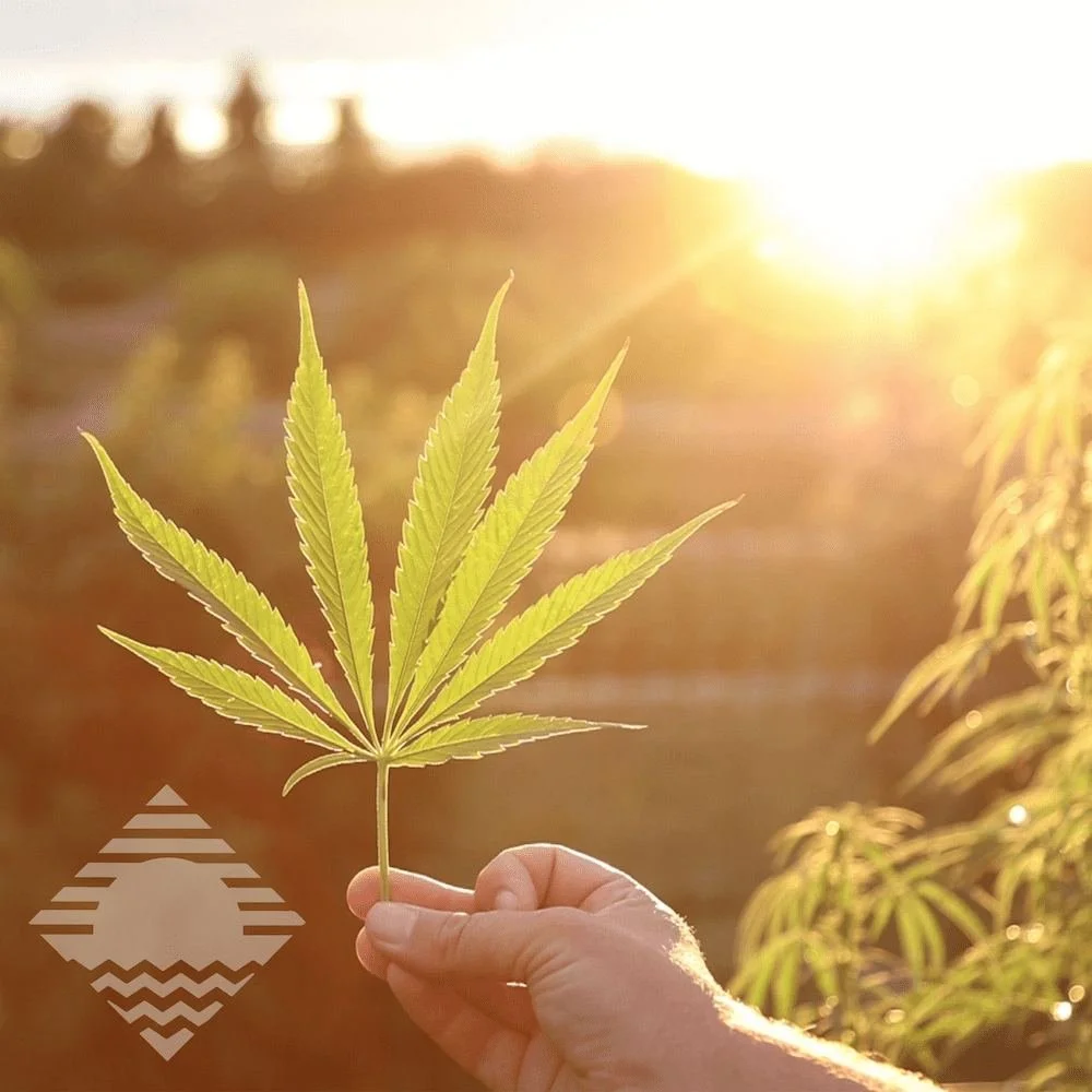 Photo of a hand holding up a cannabis leaf in front of a golden setting sun at the Sunset Lake Cannabis farm in South Hero, Vermont.