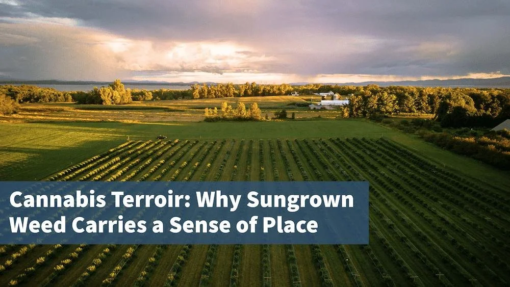 Cannabis Terroir: Why Sungrown Weed Carries a Sense of Place