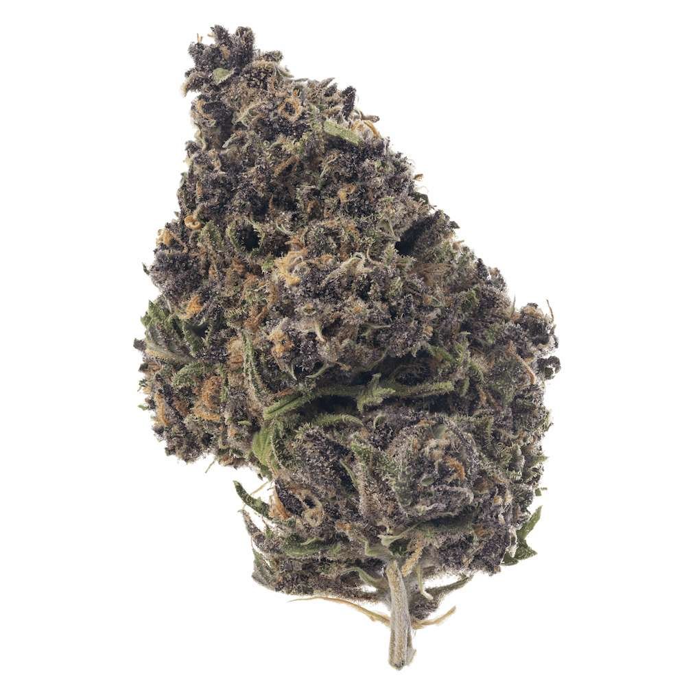 Bud of All Gas OG grown outdoors by Sunset Lake Cannabis in South Hero, VT.