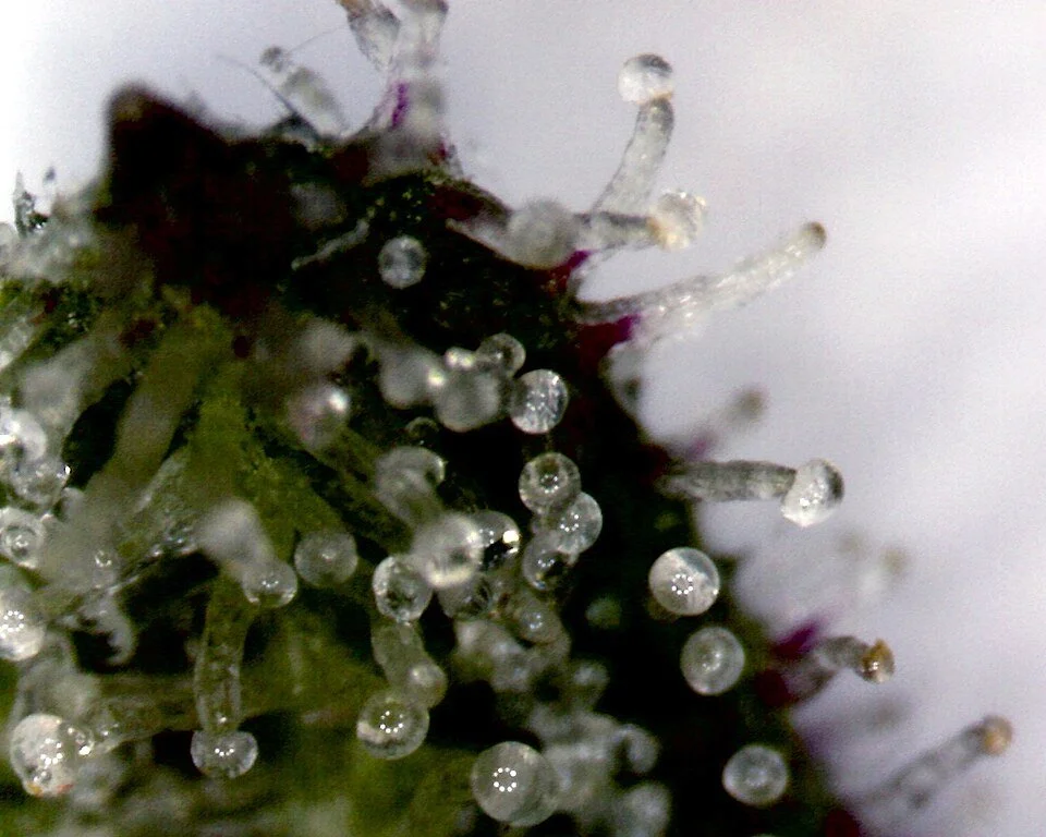 Close up photo of trichomes on a cannabis flower. The are glassy stalks with a mushroom-like head on them. Photo from Wikimedia Commons, user: Indirectantagonist.