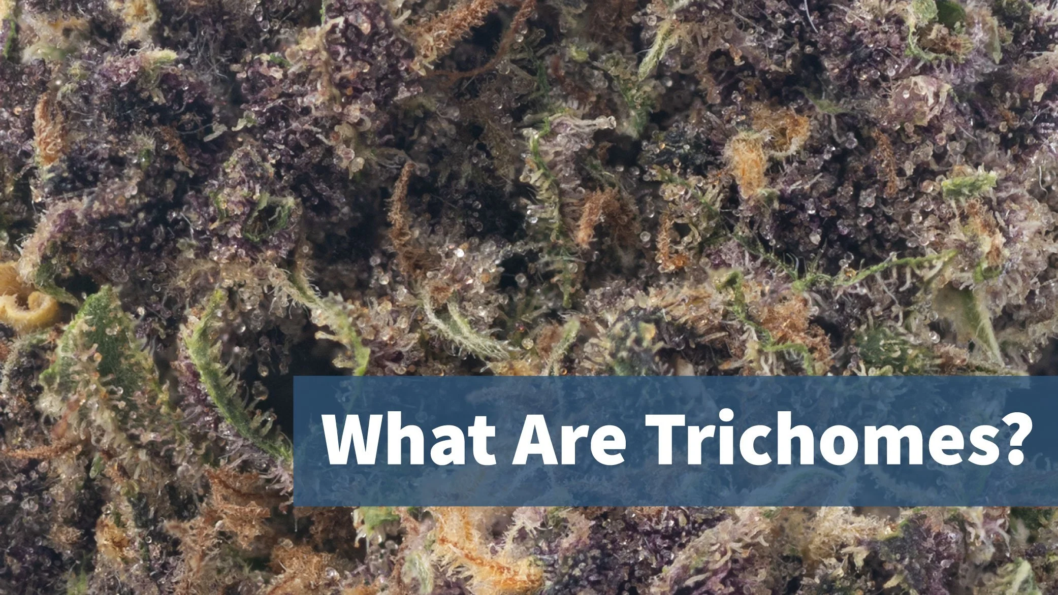 Close up photo of a cannabis flower showing glistenting trichome structures. Overlaid text reads, "What are trichomes?"
