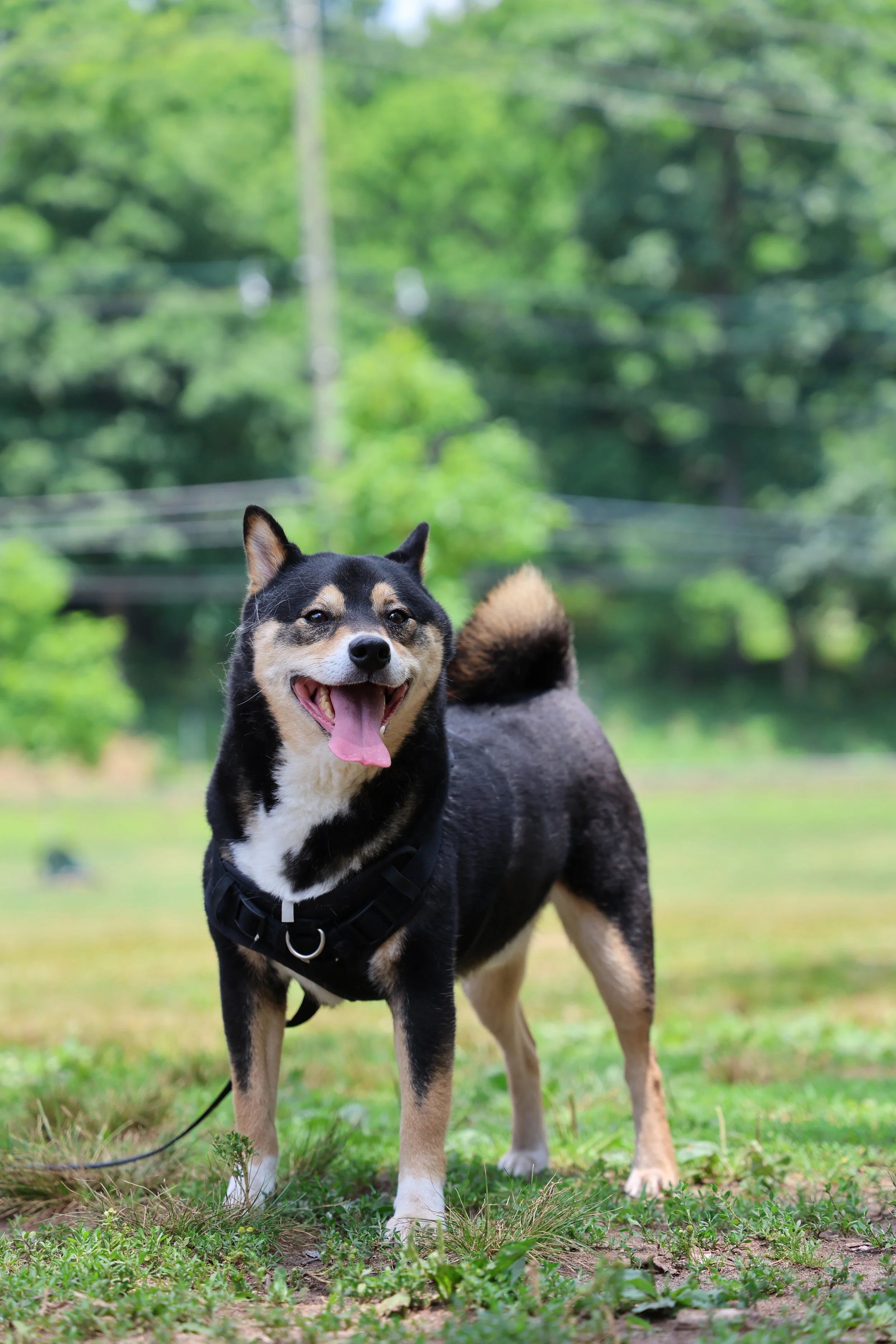 IMG_0132 - autumn dog.JPG
