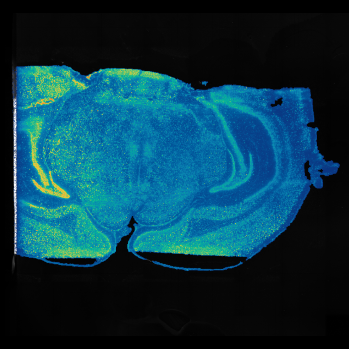 Stereo-seq mouse brain