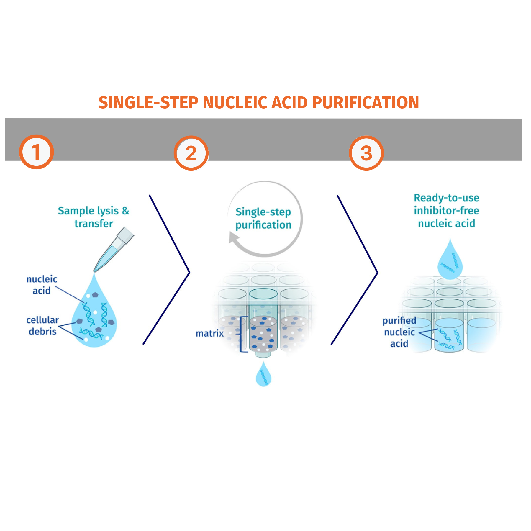 Single step nucleic acid purification