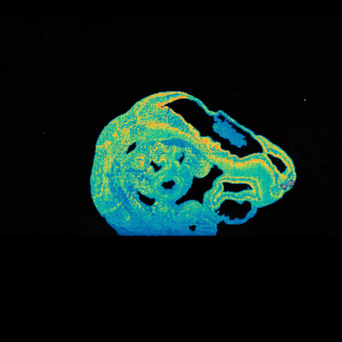 stereo-seq spatial gene expression mouse heart