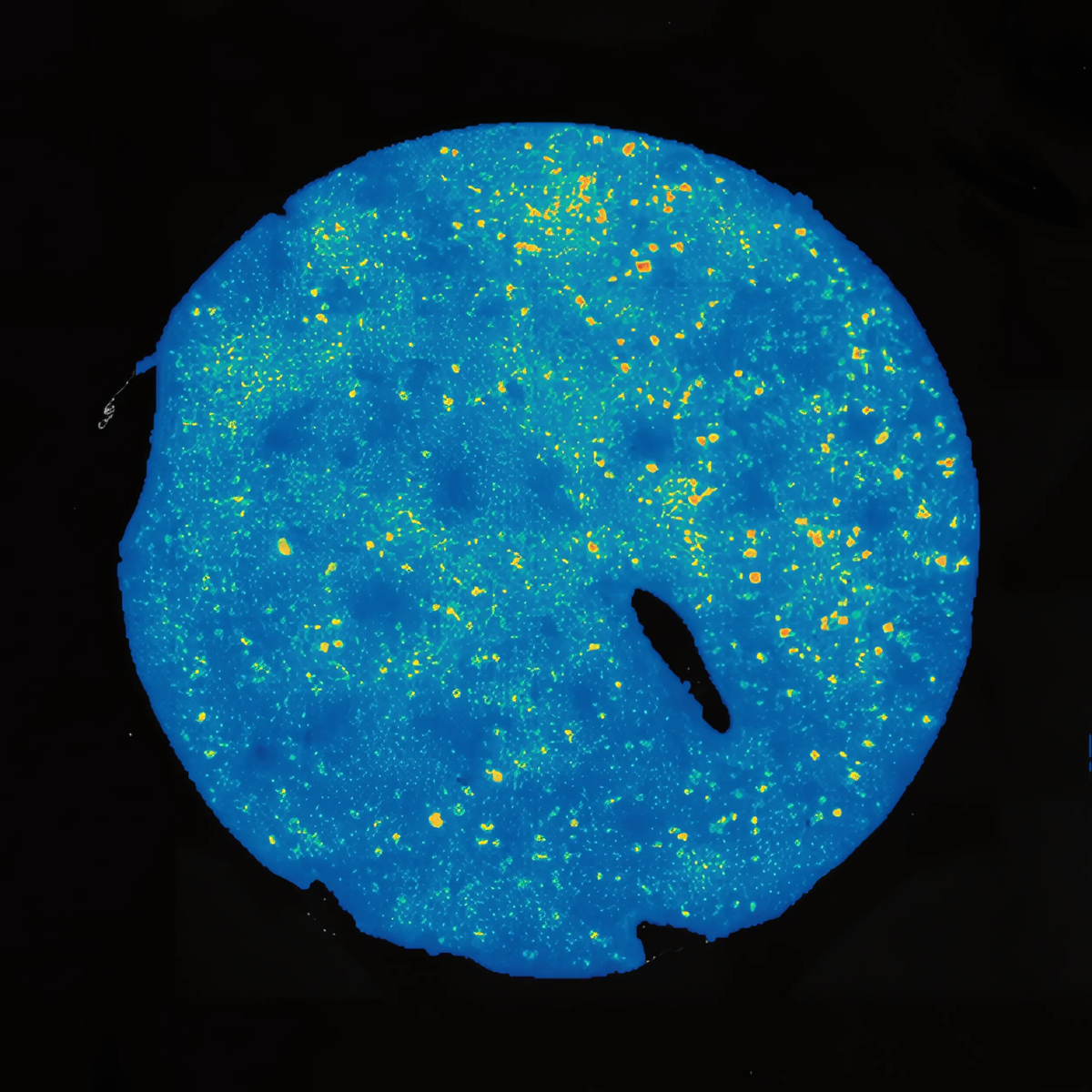 stereo-seq FFPE mouse liver
