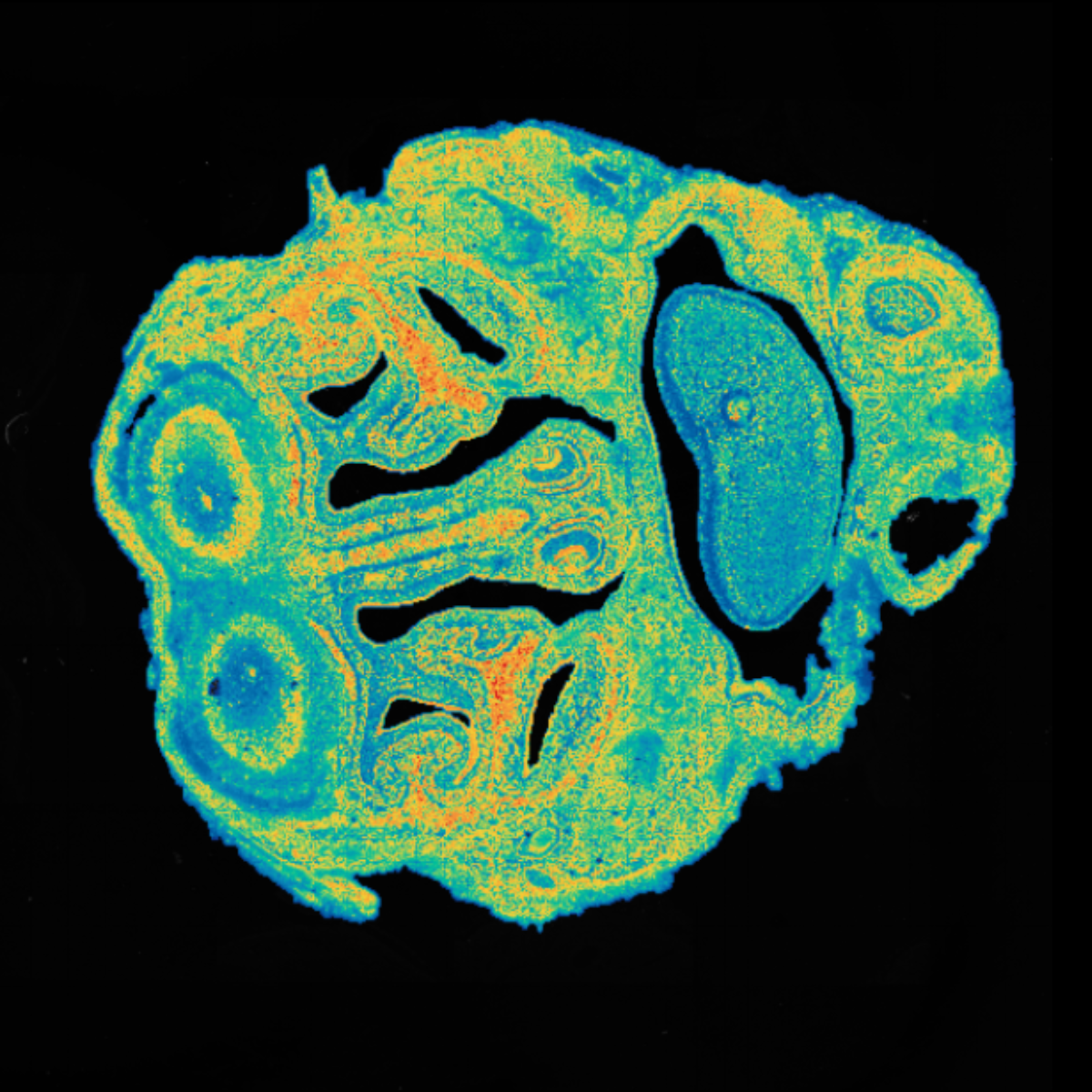 Stereo-seq spatial gene expression mouse head