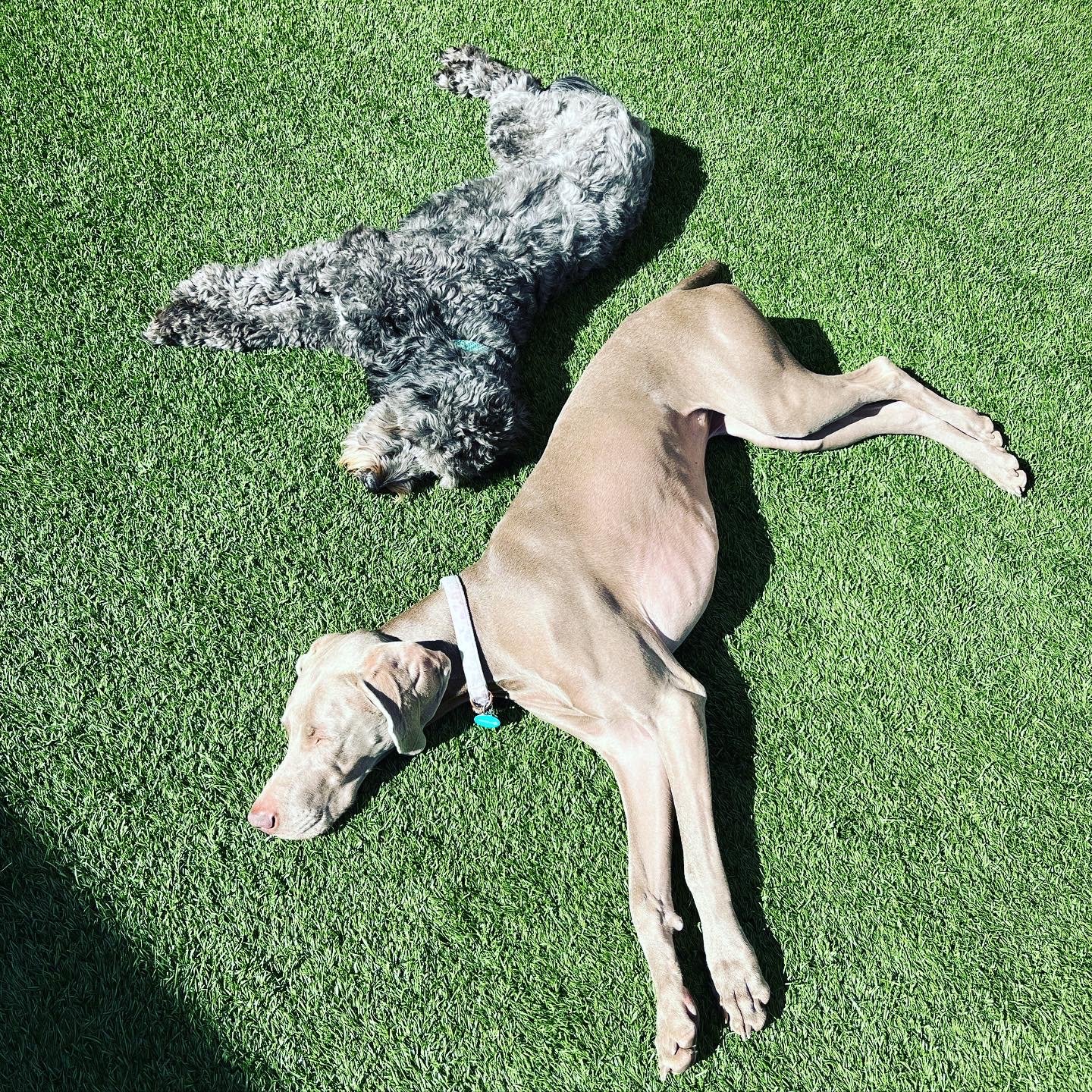 Sunbathing with Wilbur & Hazy