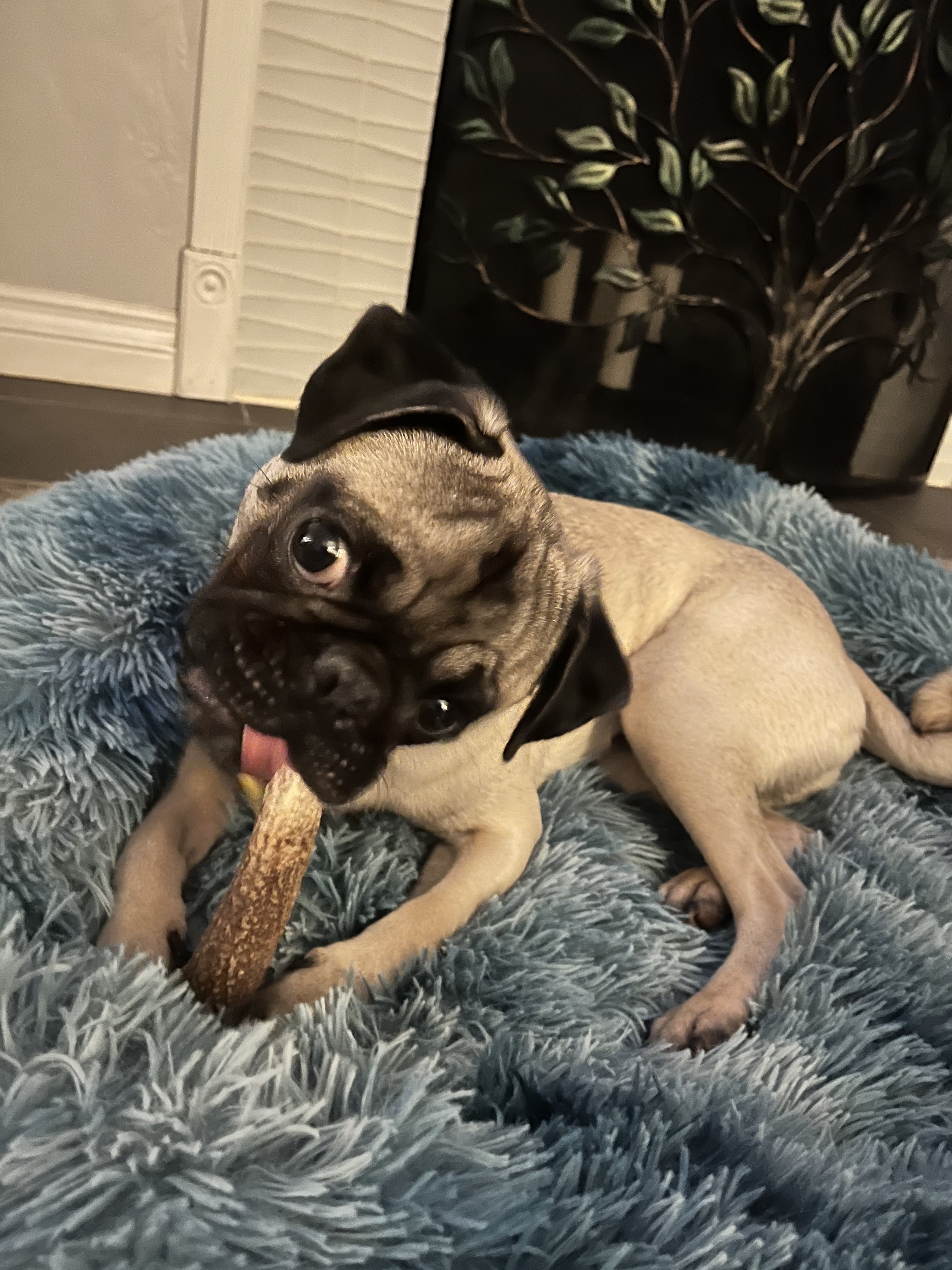 Benji chew time