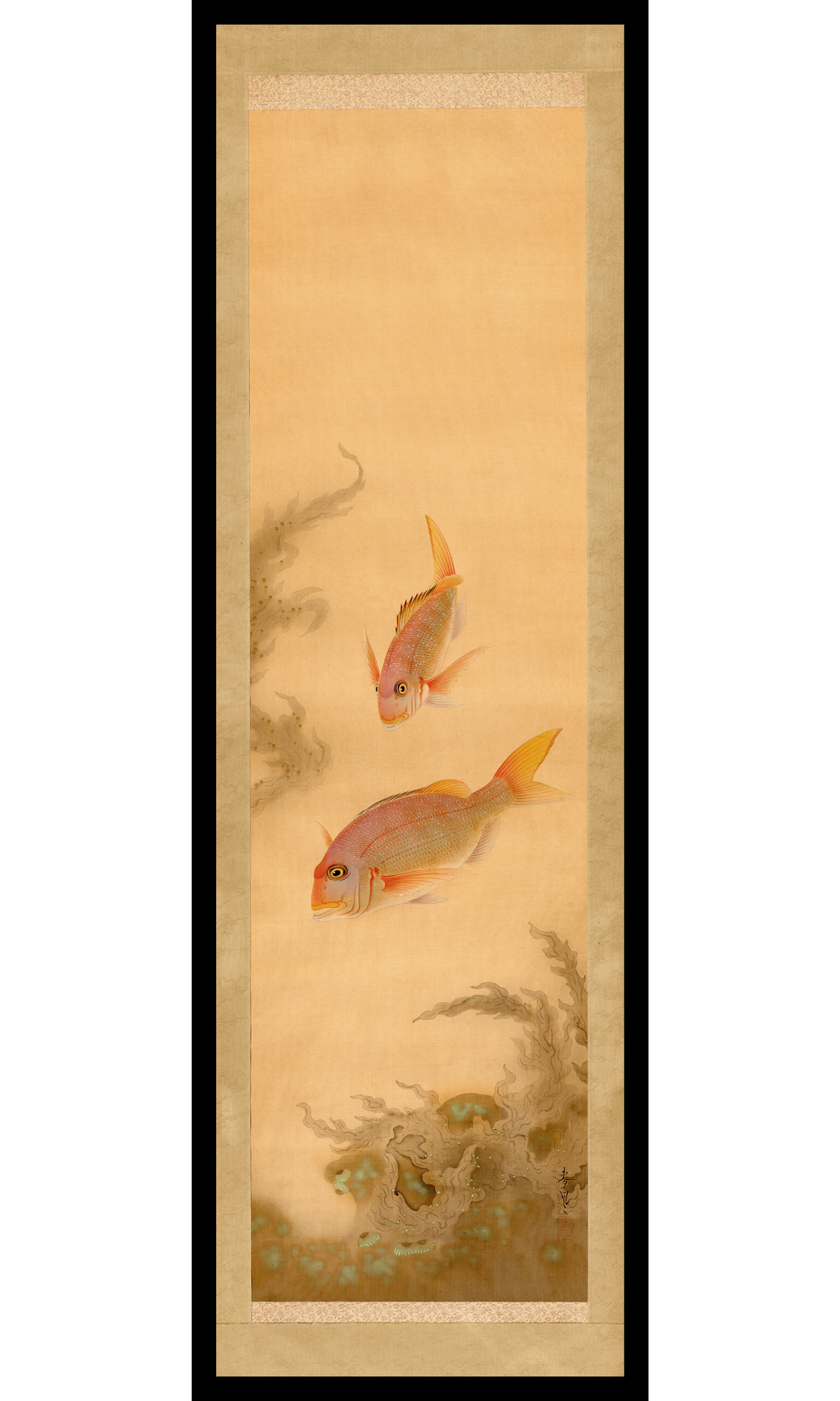 sea-bream.png