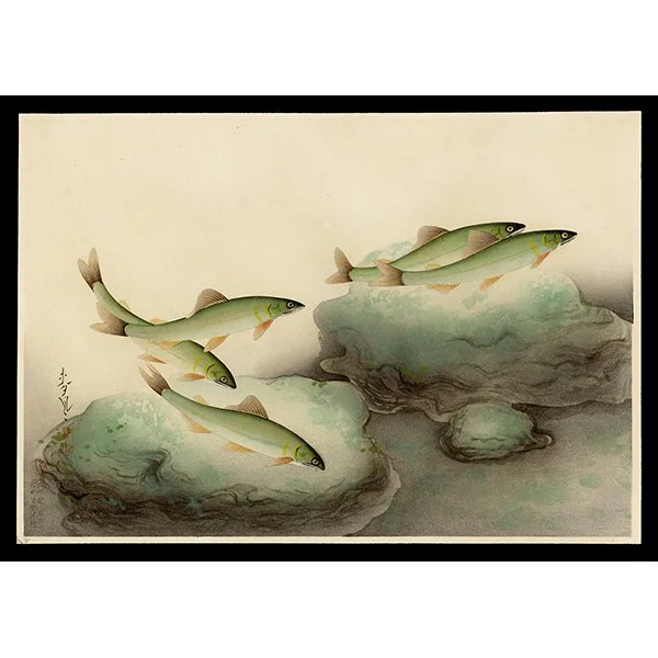 <b>SWEETFISH (AYU)</b> / <em>Bakufu Ohno<br>1937<br><br><b>RESERVED</b></em>
