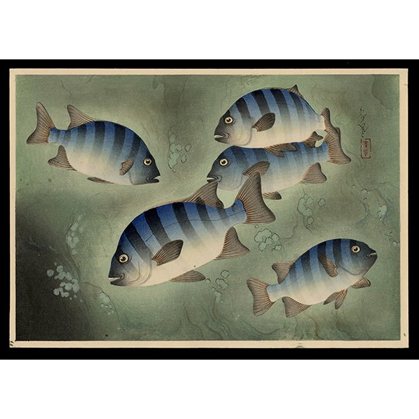 <b>ROCK SEA BREAM (ISHIDAI)</b> / <em>Bakufu Ohno<br>1939<br><br><b>SOLD</b></em>