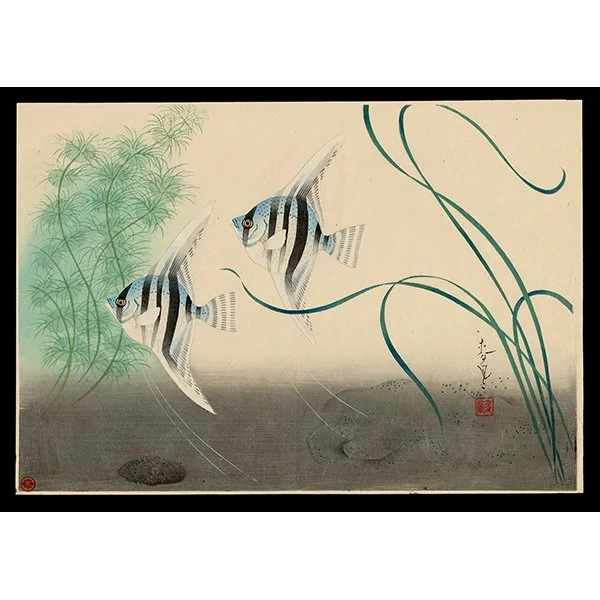 <b>ANGELFISH (HATATATEDAI)</b> / <em>Bakufu Ohno<br>1940<br><br><b>SOLD</b></em>
